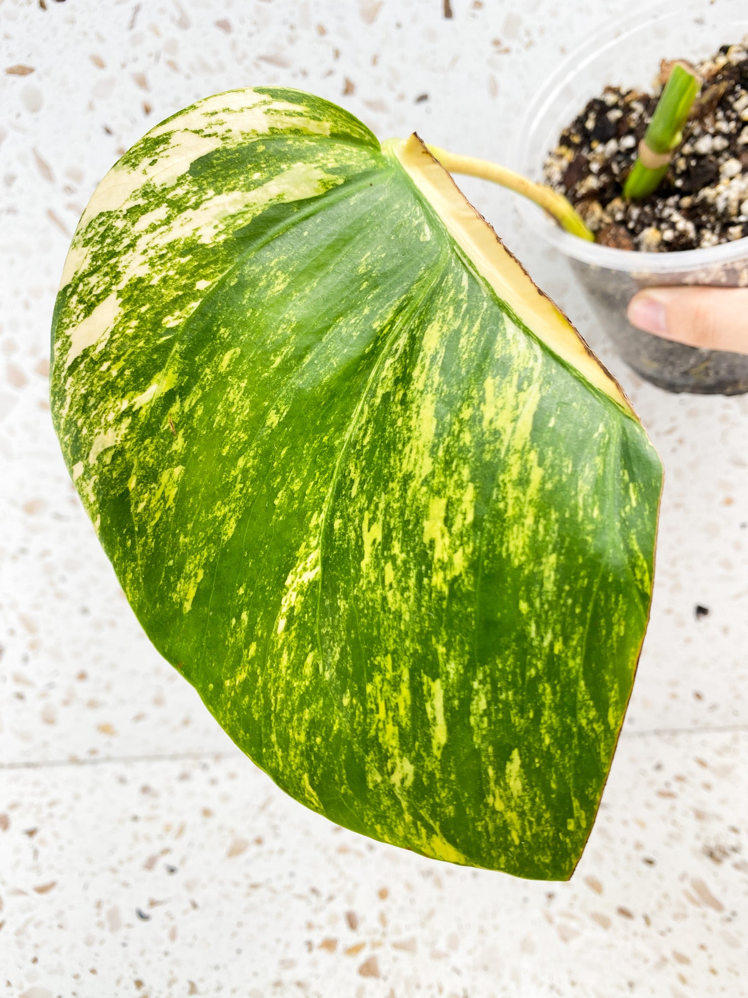 Monstera Aurea Tricolor 1 leaf