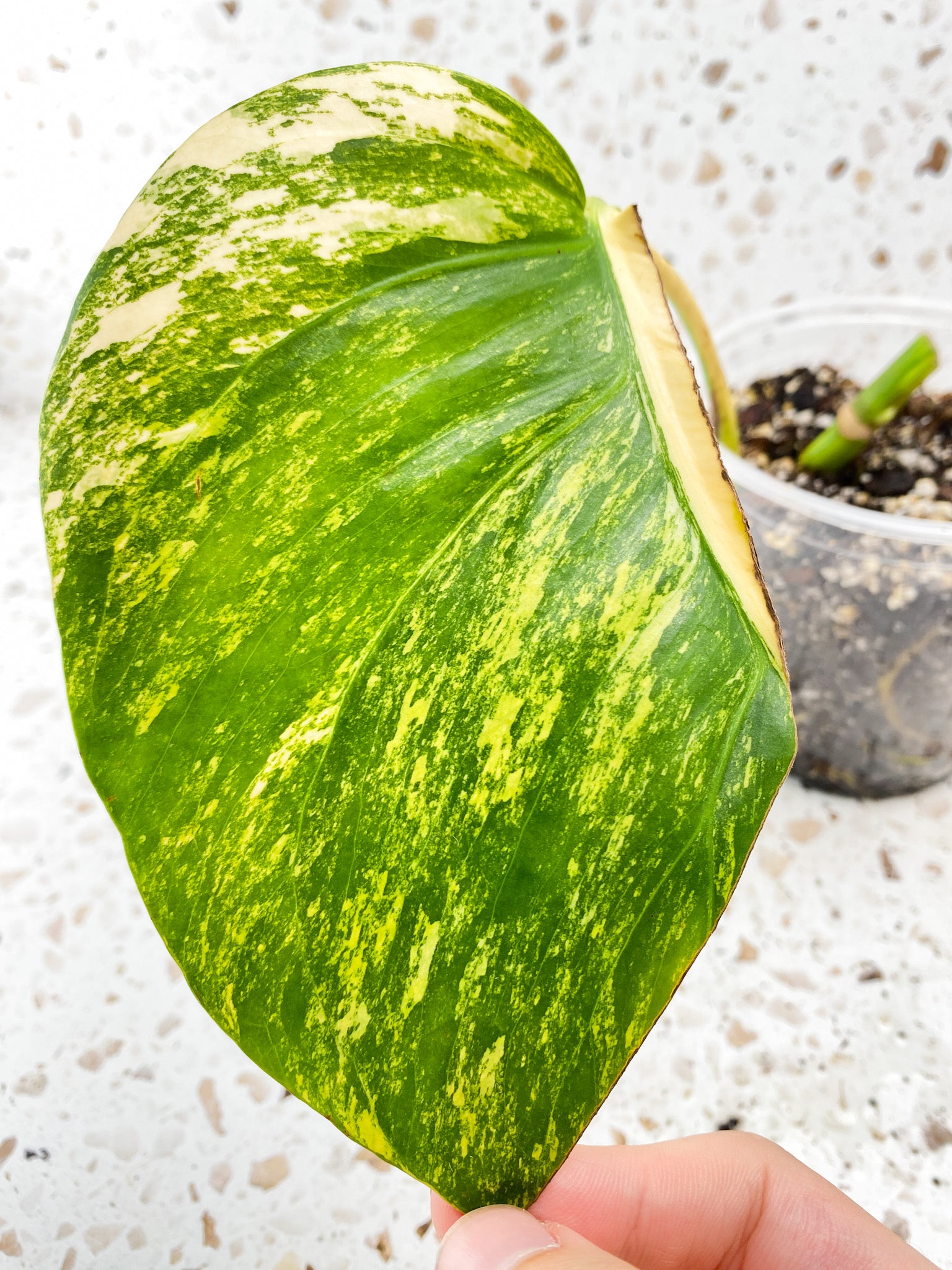 Monstera Aurea Tricolor 1 leaf