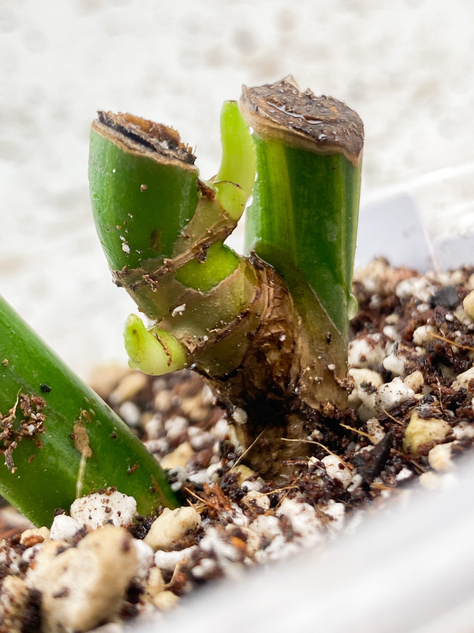 Monstera Aurea Tricolor node with 2 sprouts