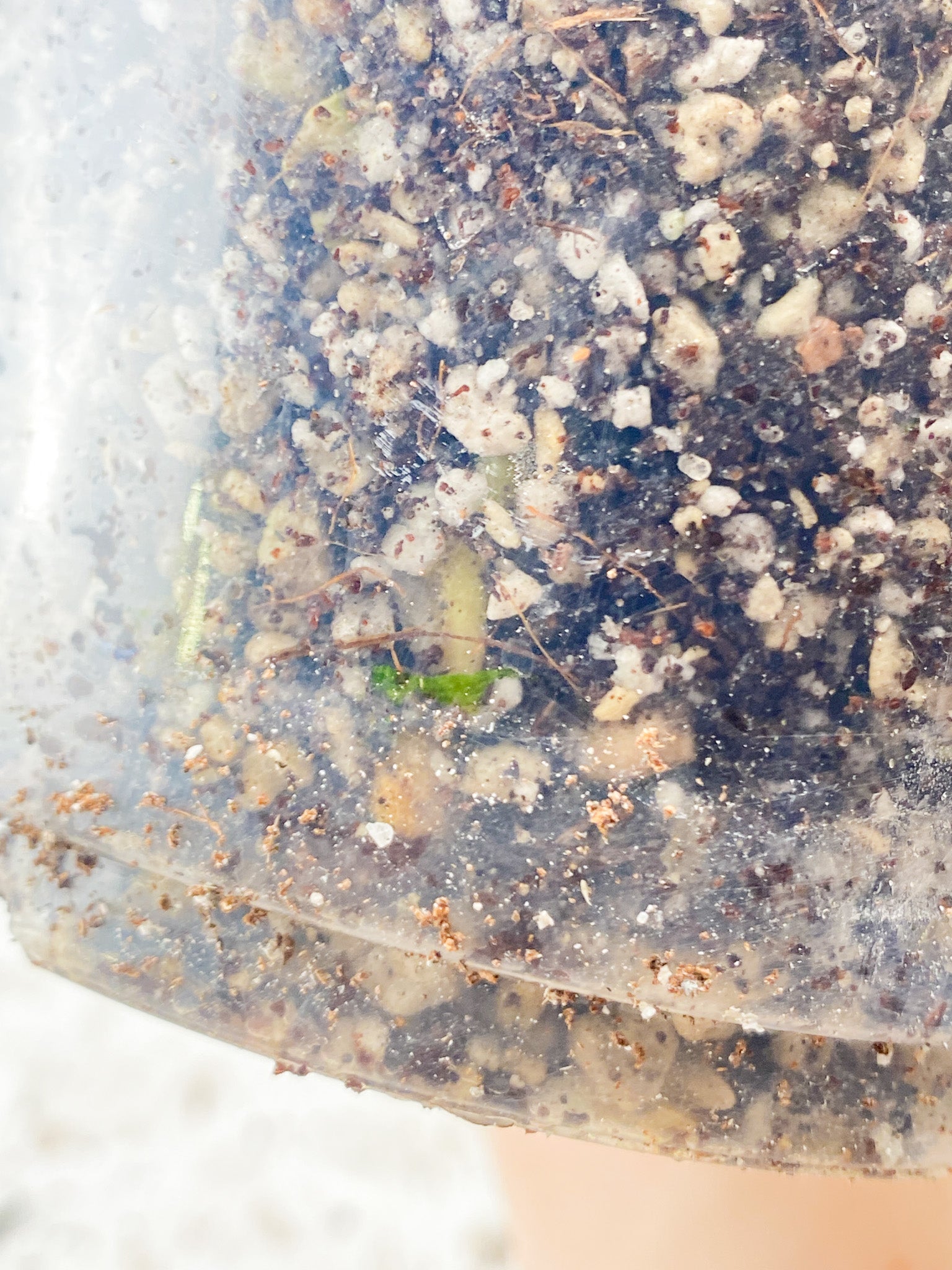 Monstera Aurea Tricolor node with 2 sprouts