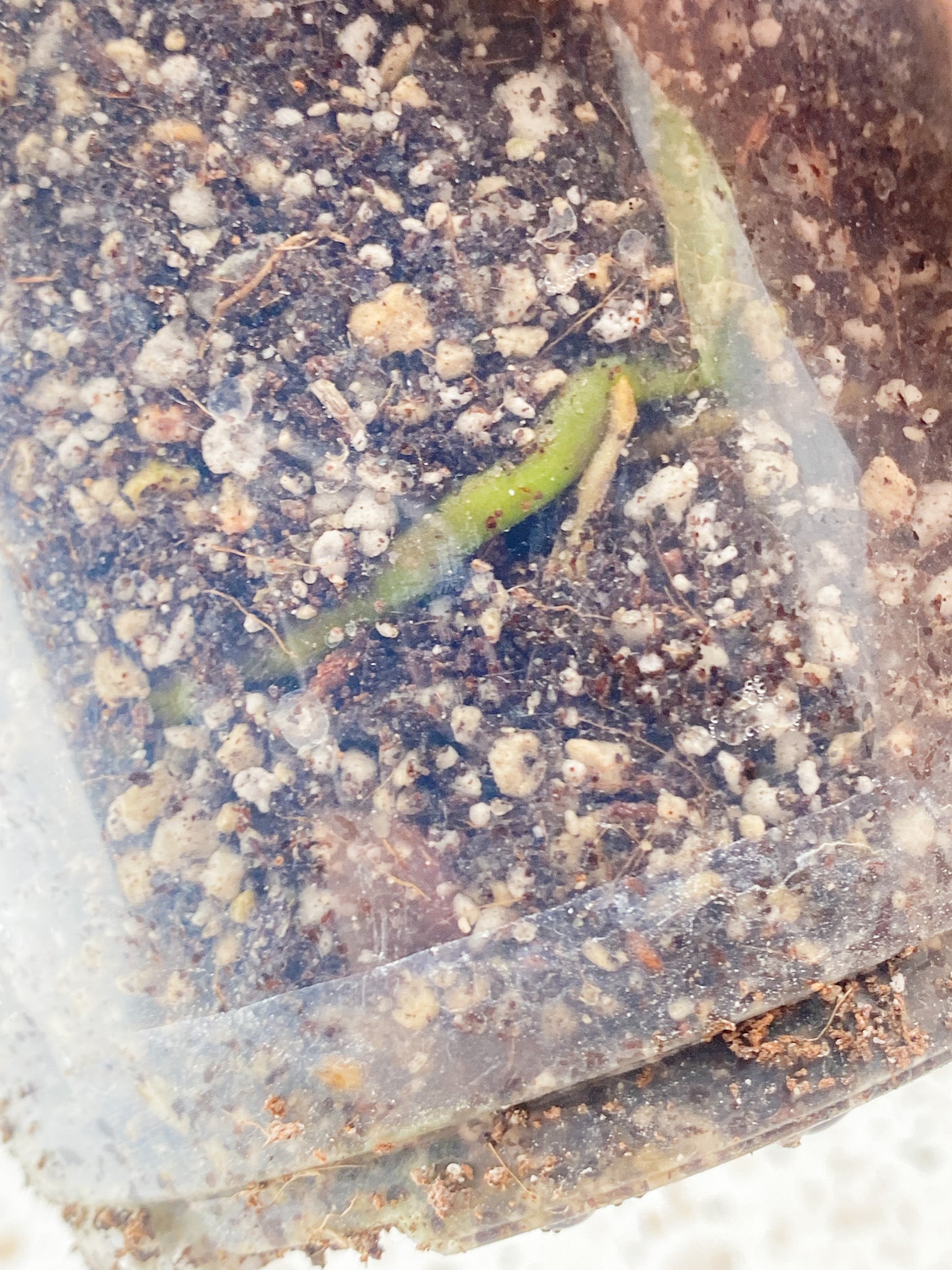 Monstera Aurea Tricolor node with 2 sprouts