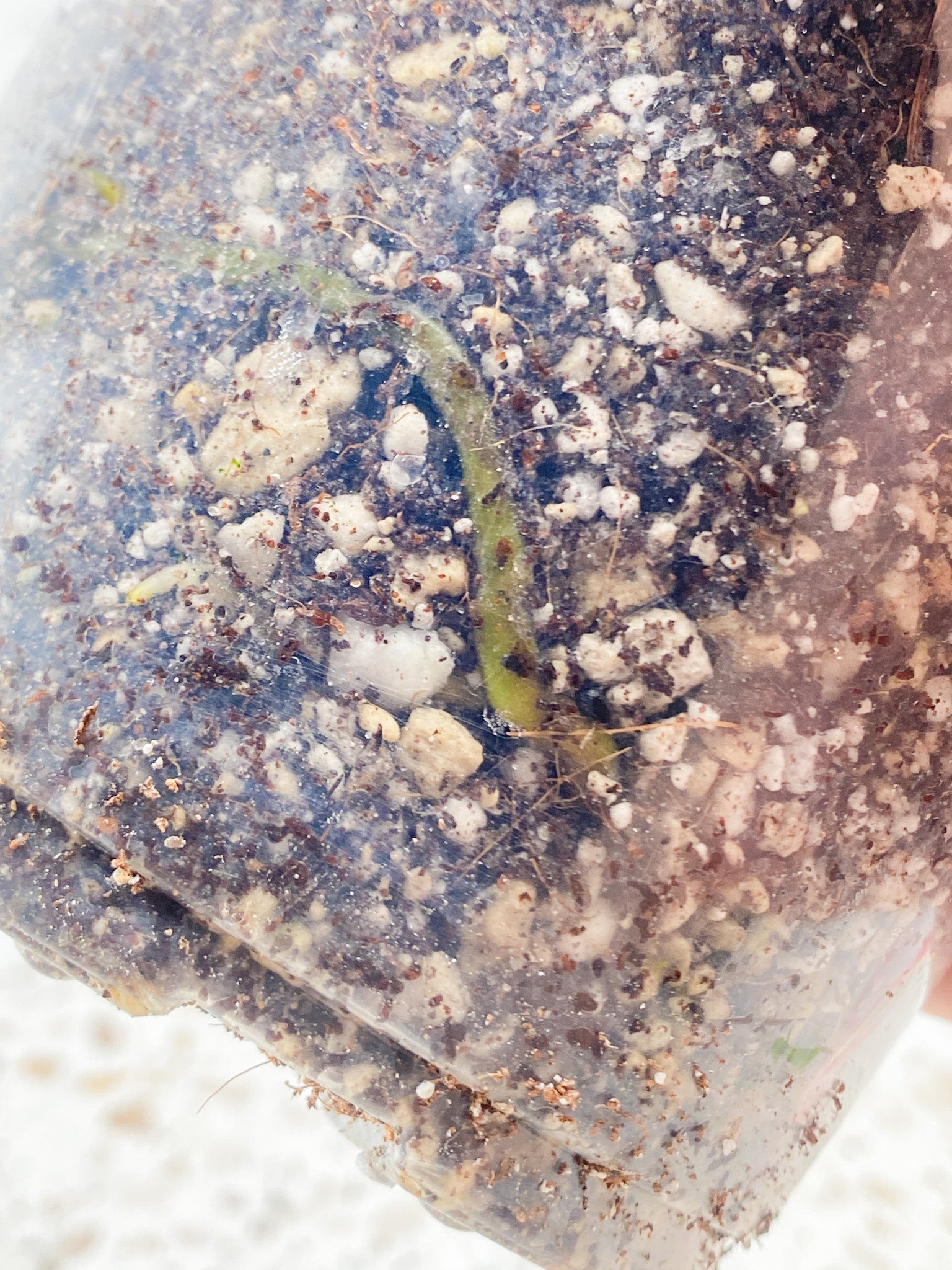 Monstera Aurea Tricolor node with 2 sprouts