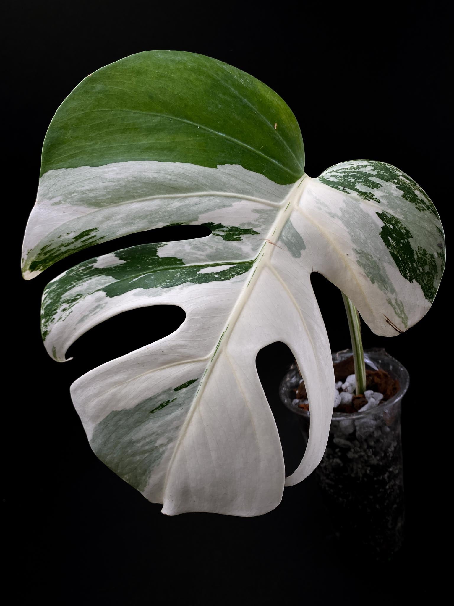 Monstera albo Japanese White Tiger Variegated 1 Leaf 1 Node