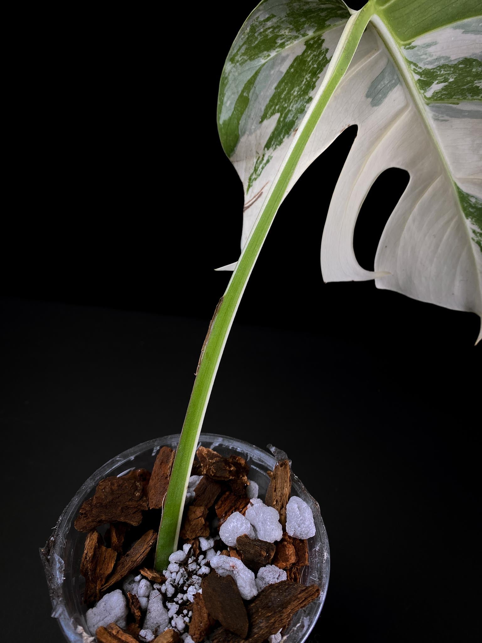 Monstera albo Japanese White Tiger Variegated 1 Leaf 1 Node