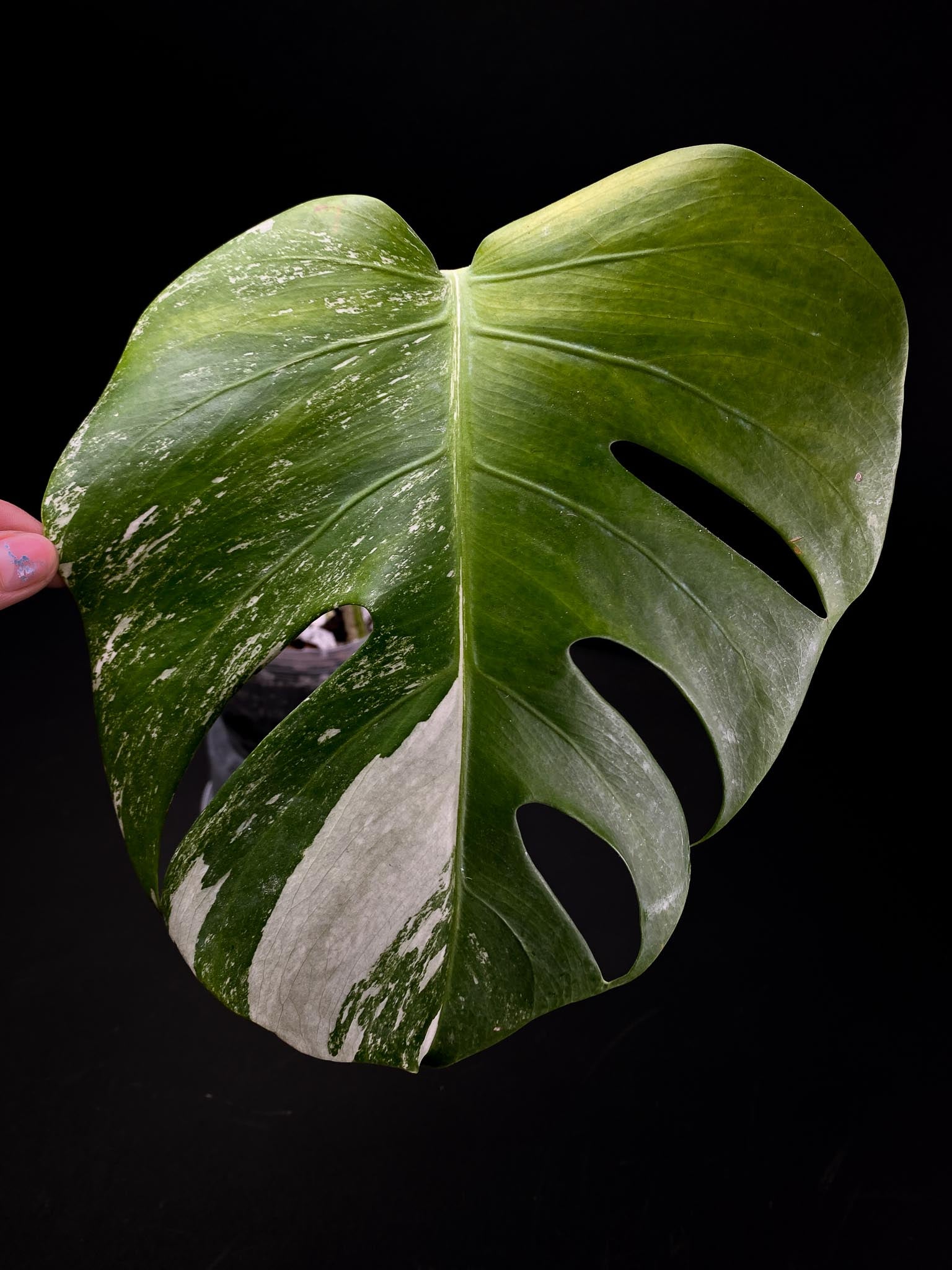 Monstera albo Japanese White Tiger Variegated 1 Leaf 1 Node Rooted