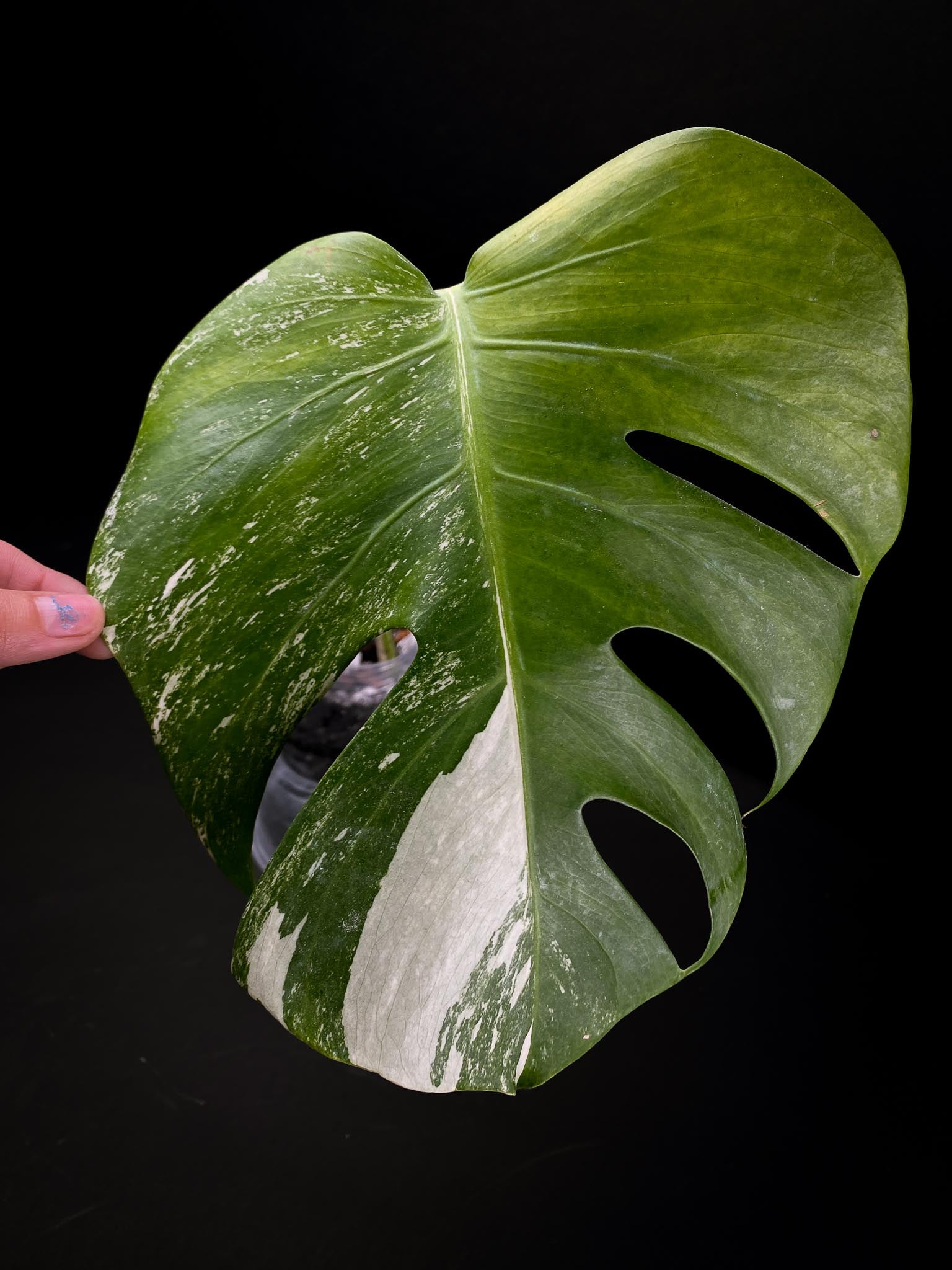 Monstera albo Japanese White Tiger Variegated 1 Leaf 1 Node Rooted