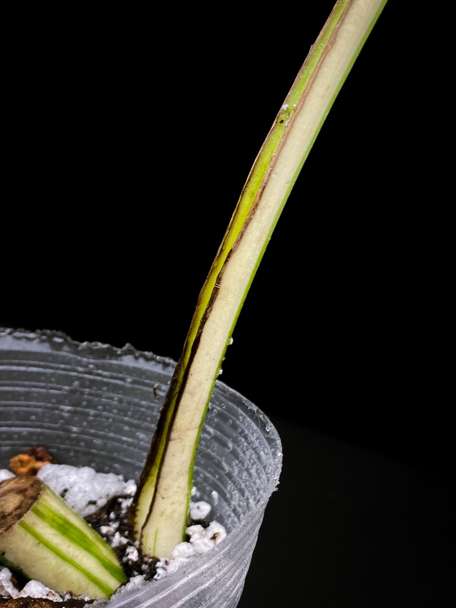 Monstera albo Japanese White Tiger Variegated 1 Leaf 1 Node Rooted