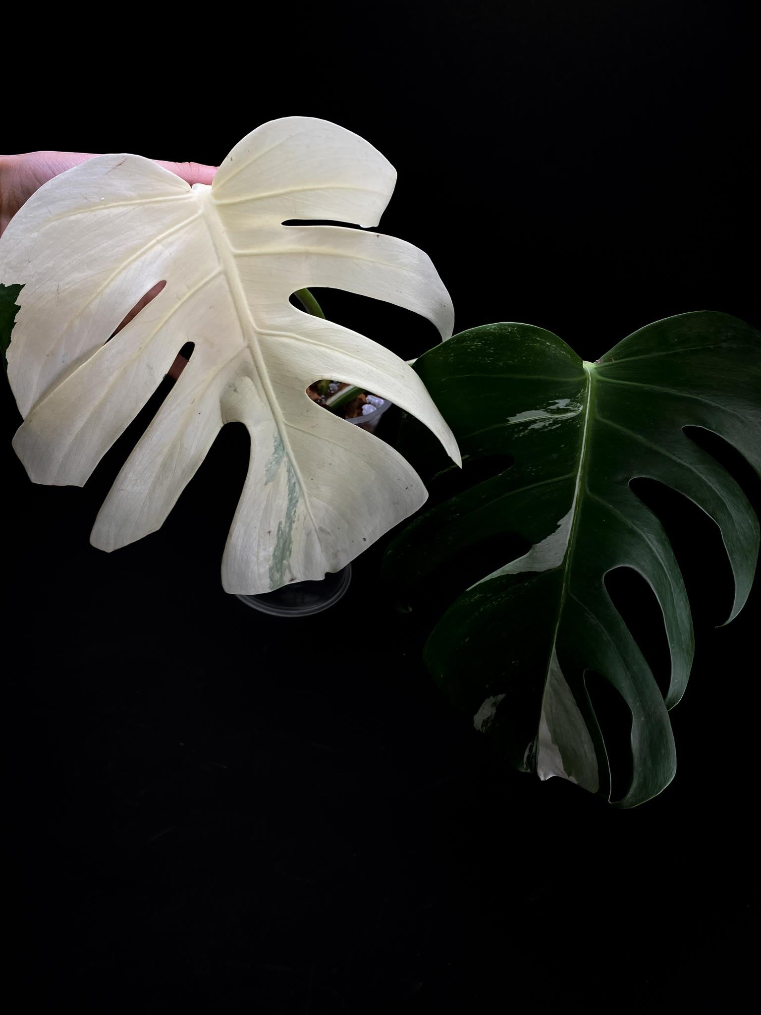 Monstera albo Japanese White Tiger 2 Leaves 2 Nodes