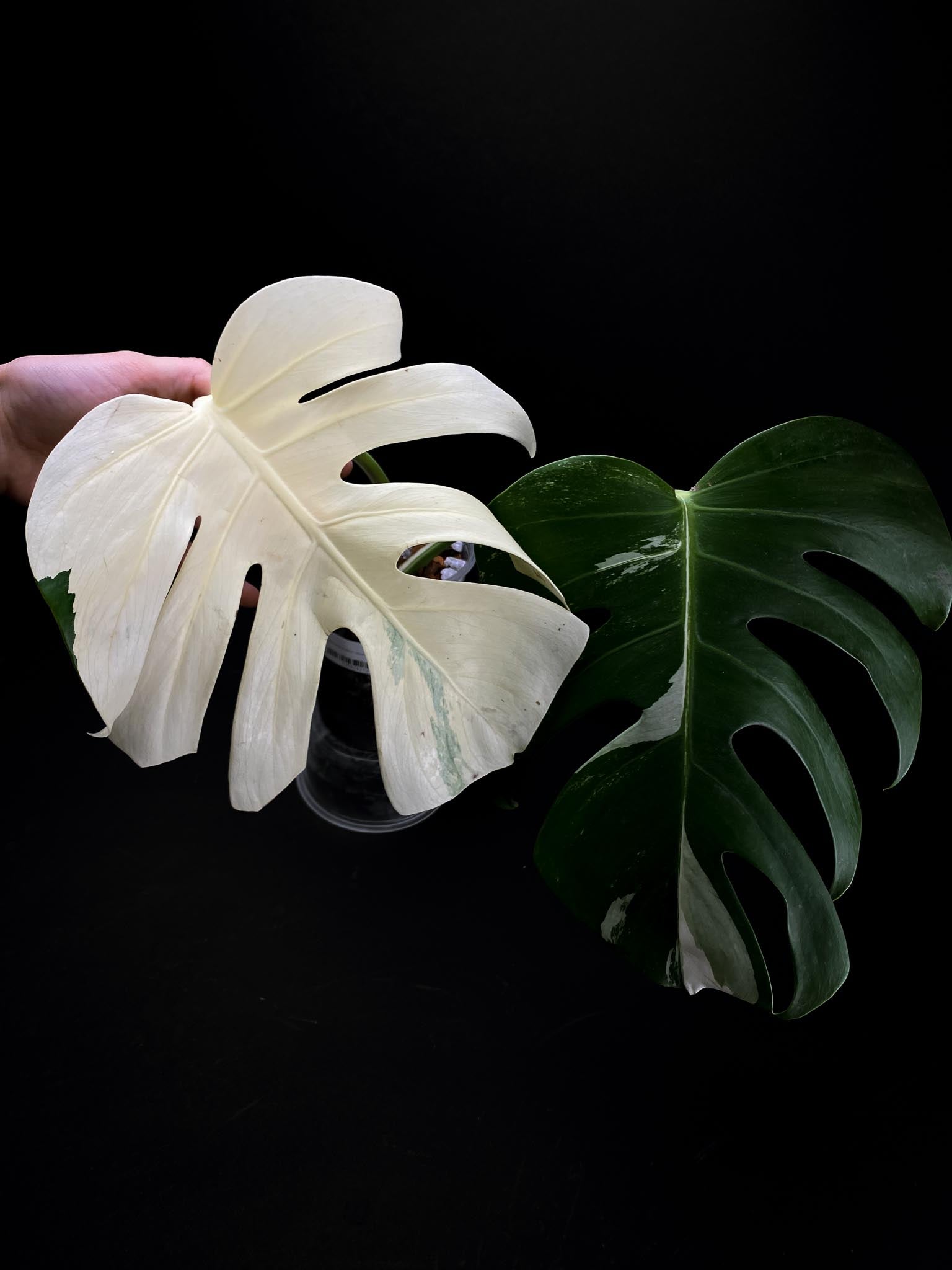 Monstera albo Japanese White Tiger 2 Leaves 2 Nodes