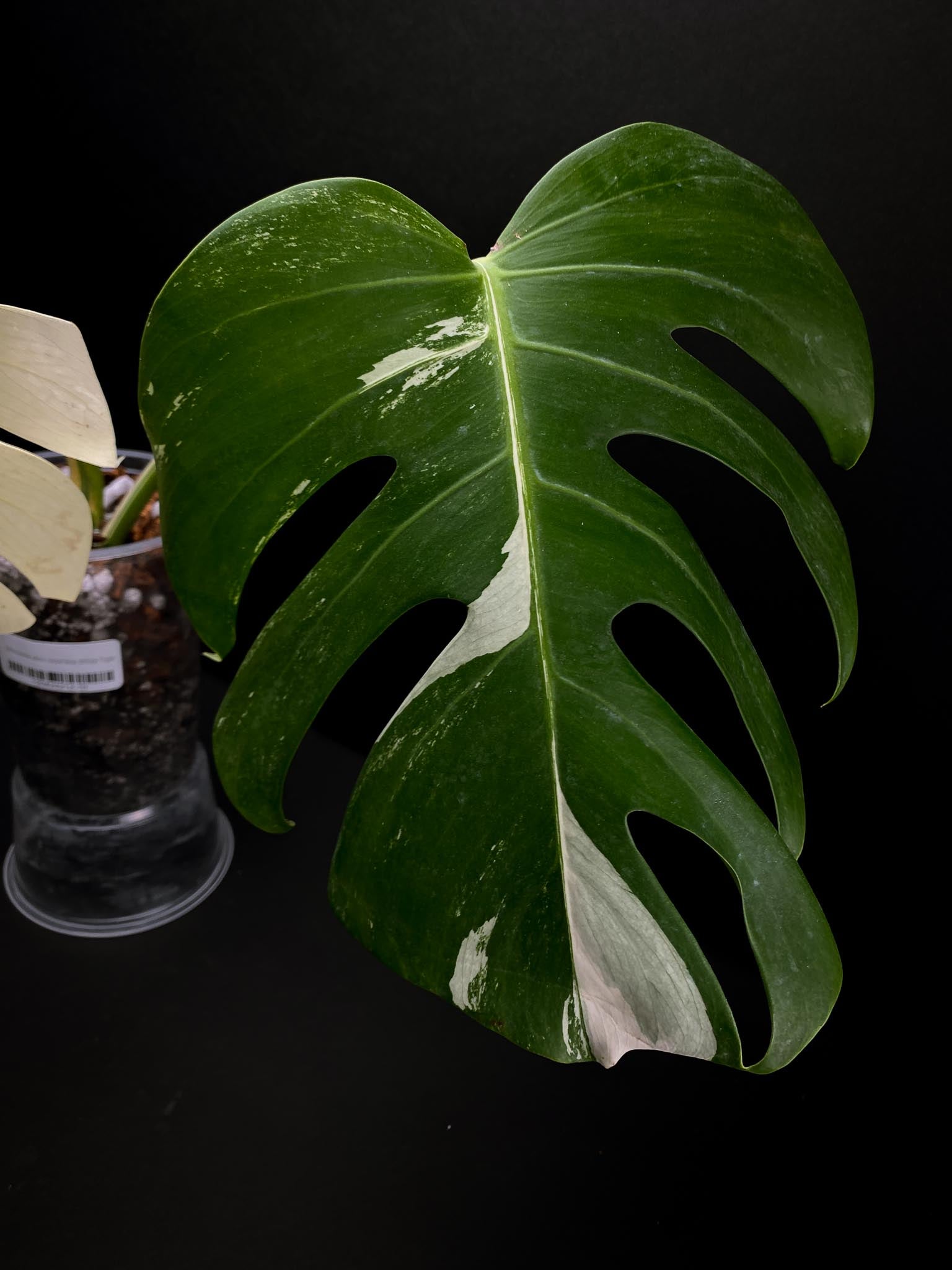 Monstera albo Japanese White Tiger 2 Leaves 2 Nodes