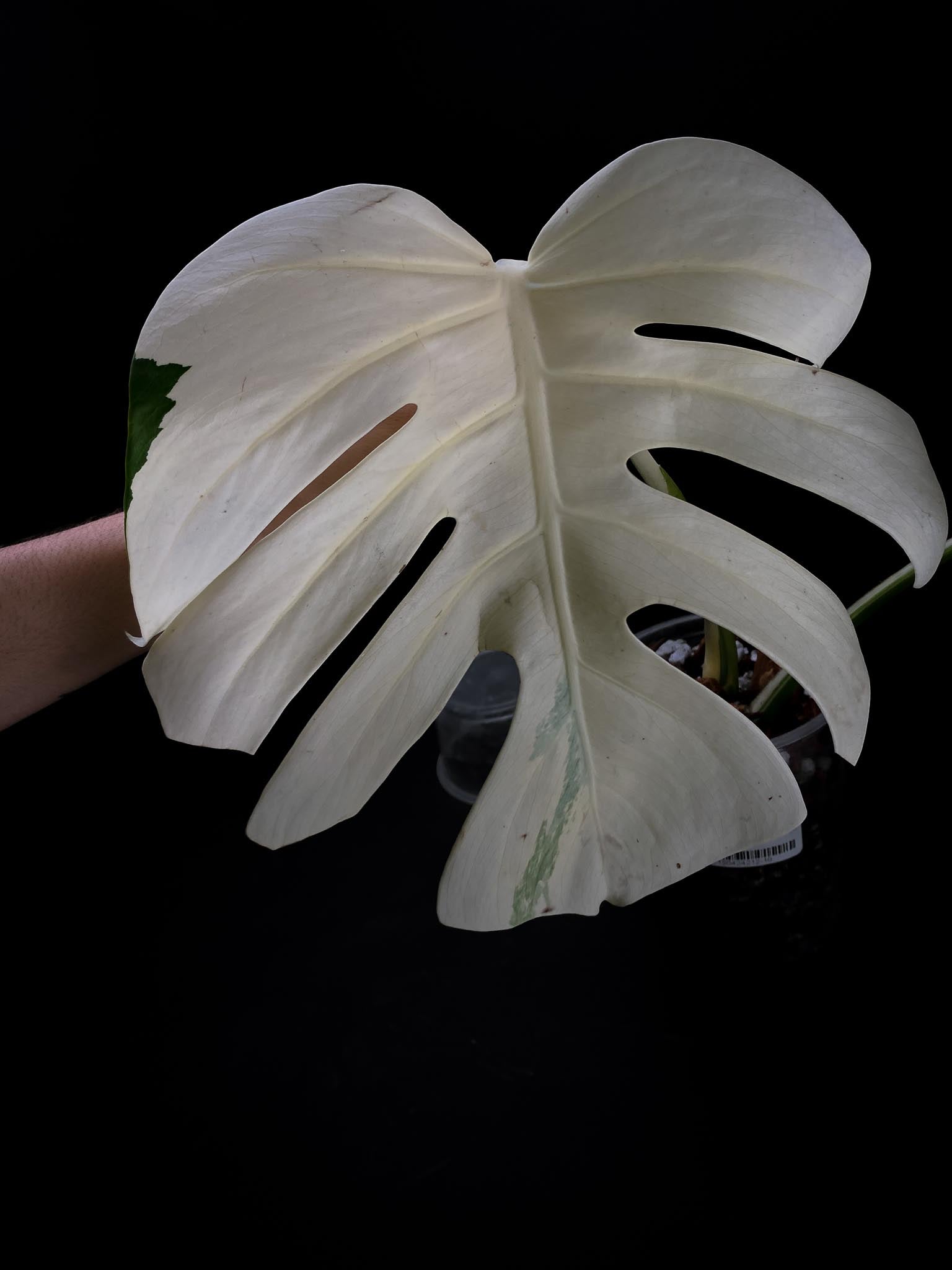 Monstera albo Japanese White Tiger 2 Leaves 2 Nodes