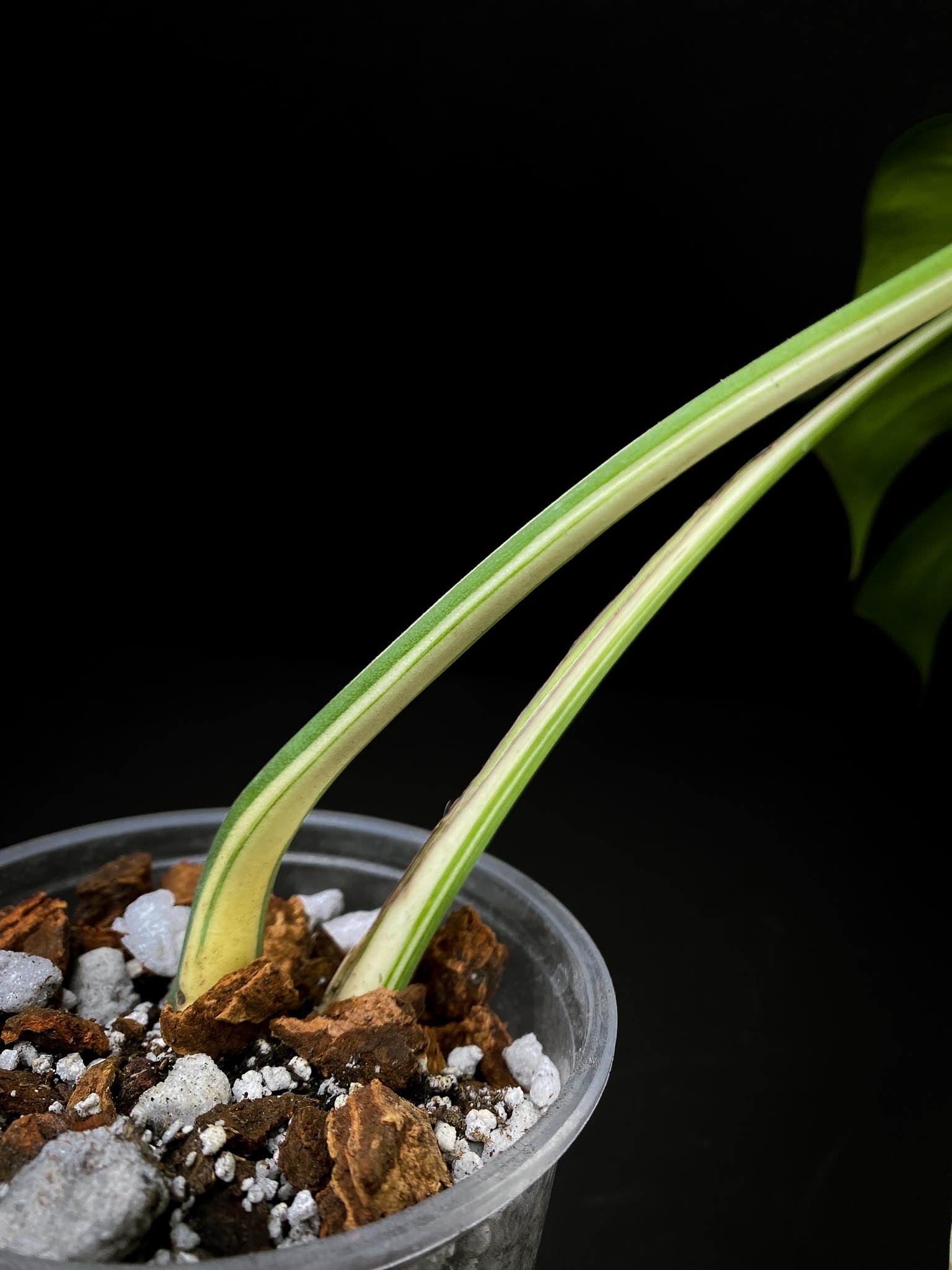 Monstera albo Japanese White Tiger 2 Leaves 2 Nodes