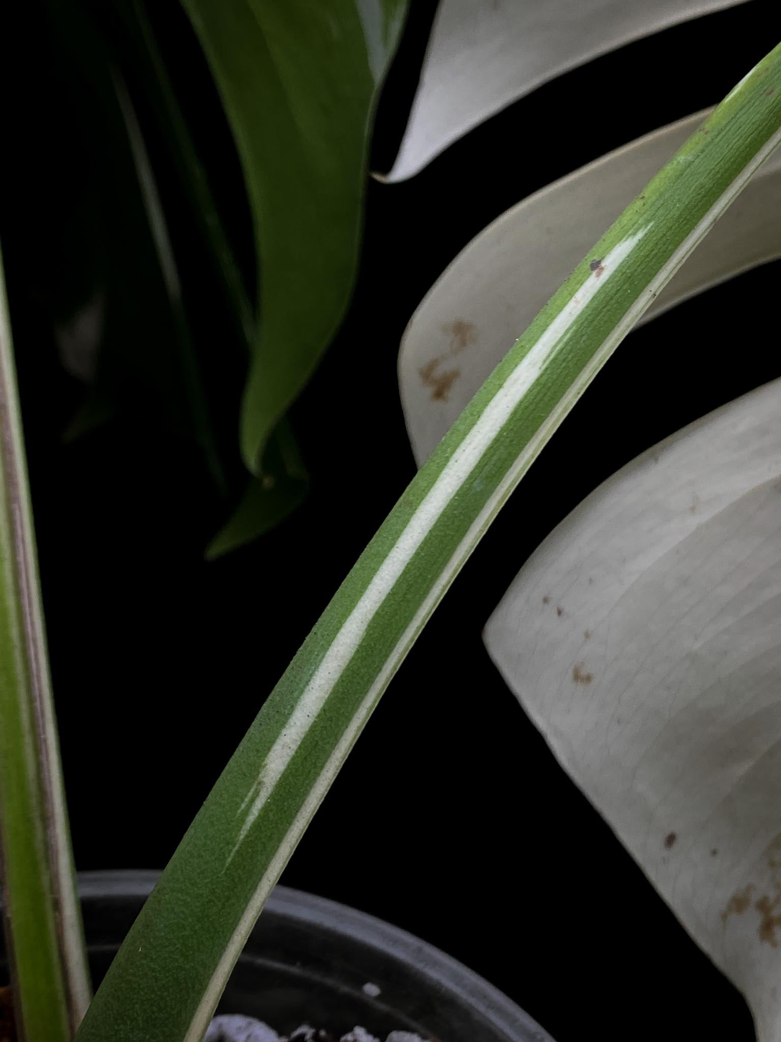 Monstera albo Japanese White Tiger 2 Leaves 2 Nodes