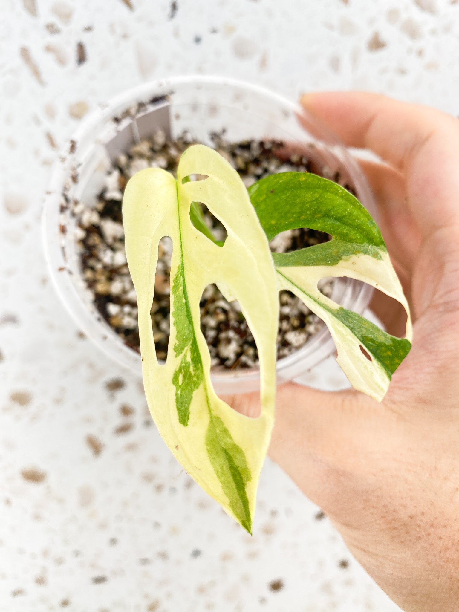Monstera Acuminata Variegated 2 leaves
