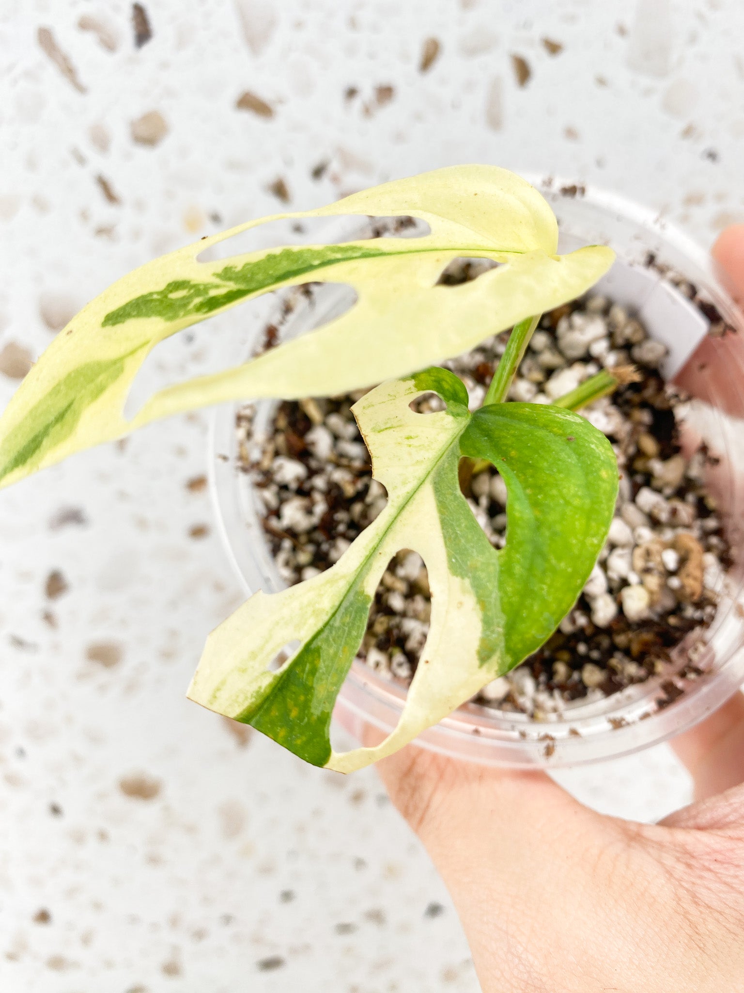 Monstera Acuminata Variegated 2 leaves