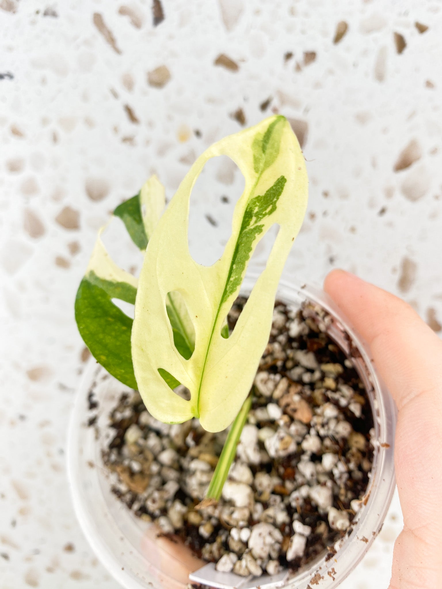 Monstera Acuminata Variegated 2 leaves