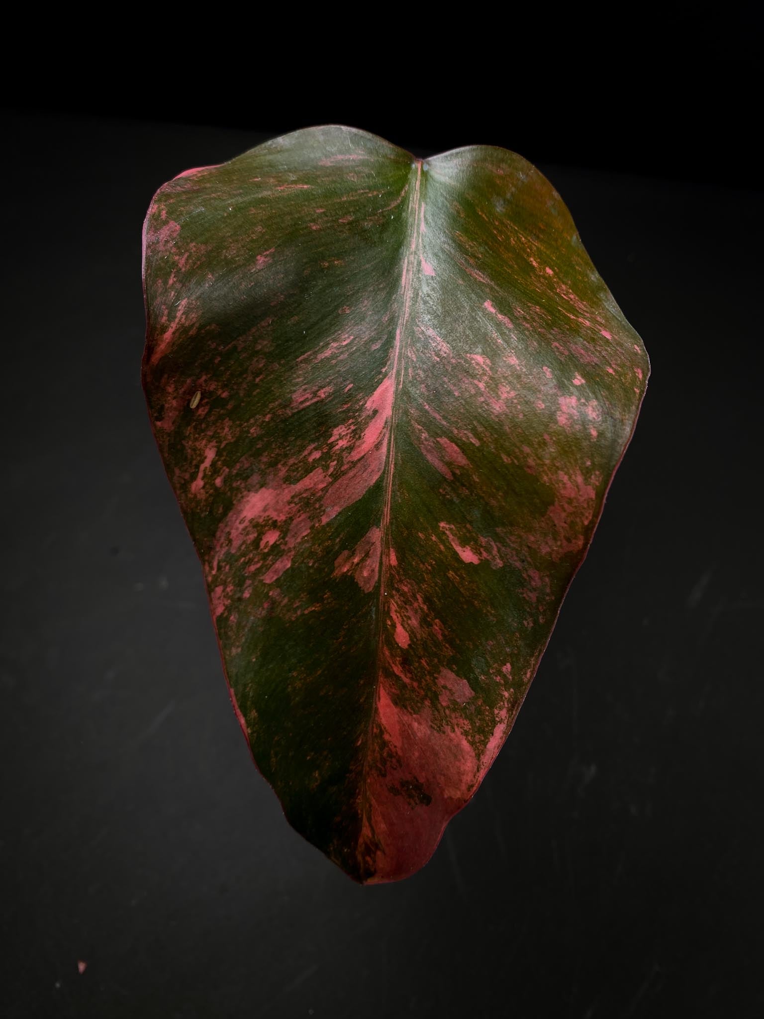 Philodendron Strawberry Shake 1 Leaf 2 Nodes 1 Sprout Rooted