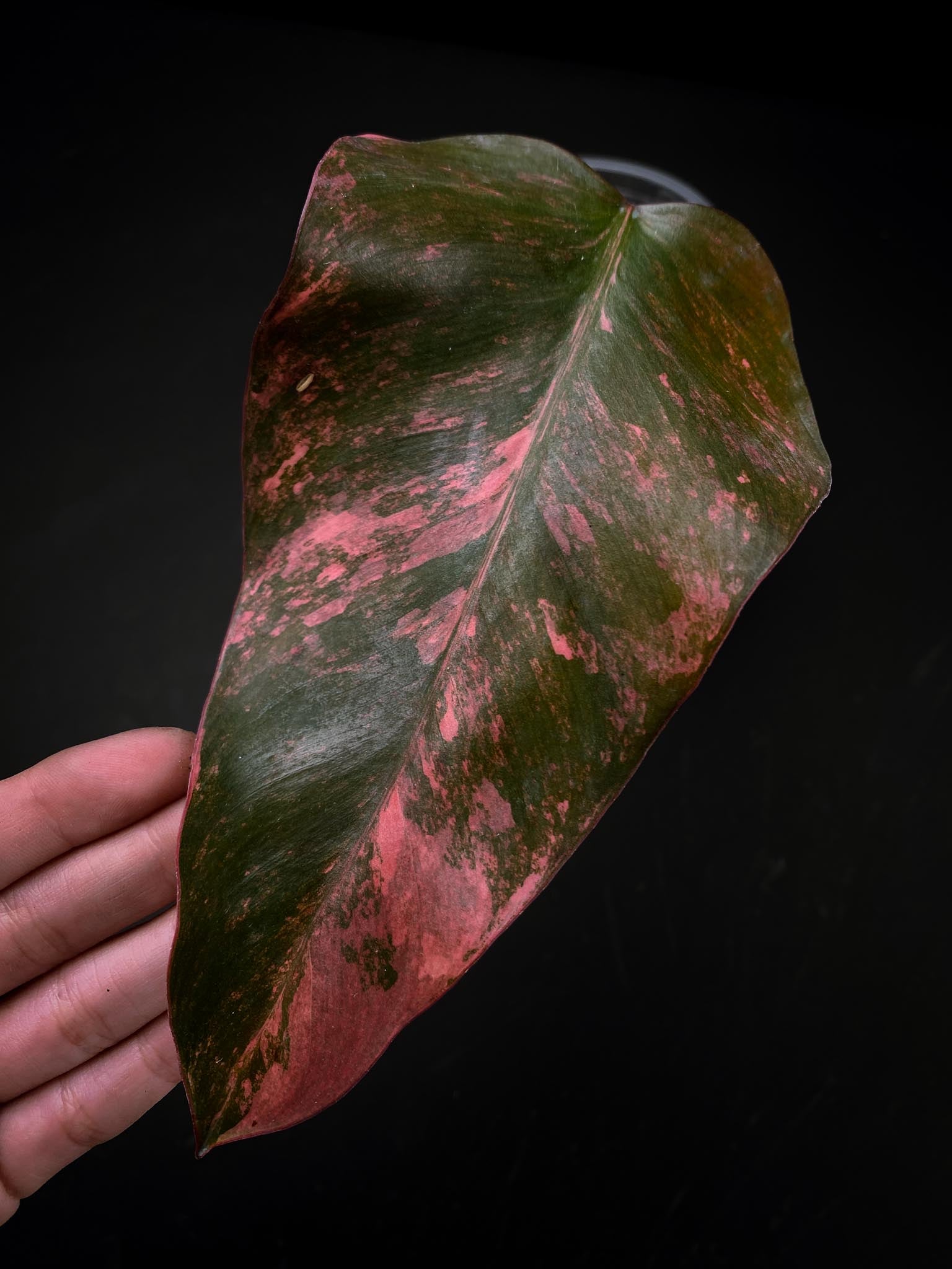 Philodendron Strawberry Shake 1 Leaf 2 Nodes 1 Sprout Rooted