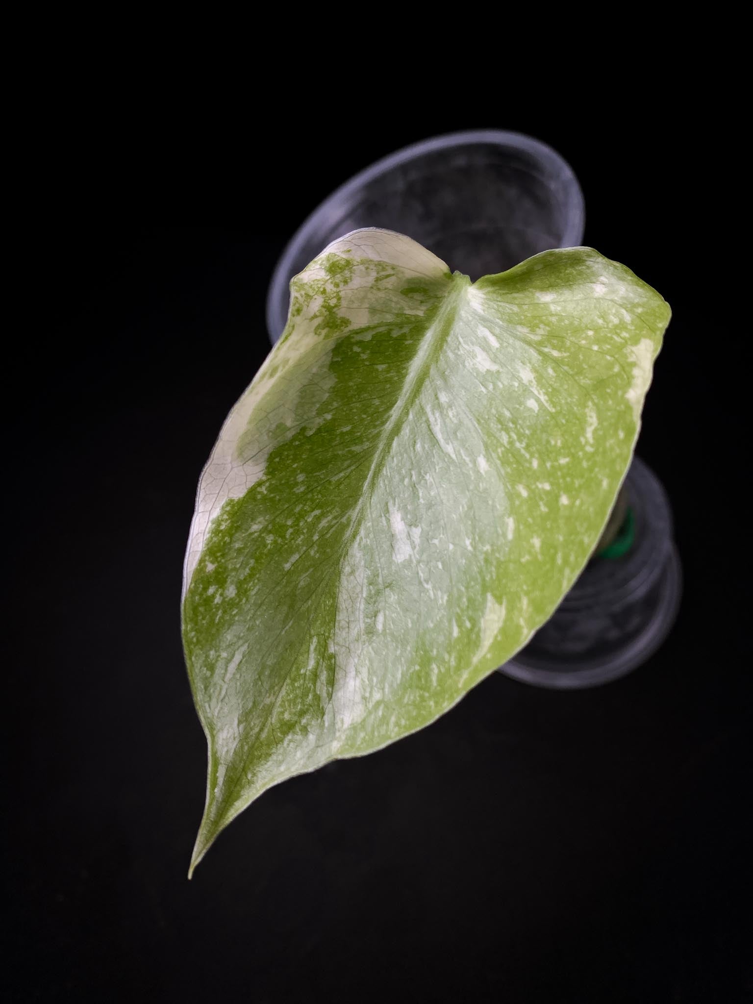 Monstera Thai Constellation 1 Leaf 2 Nodes 1 Sprout Rooted