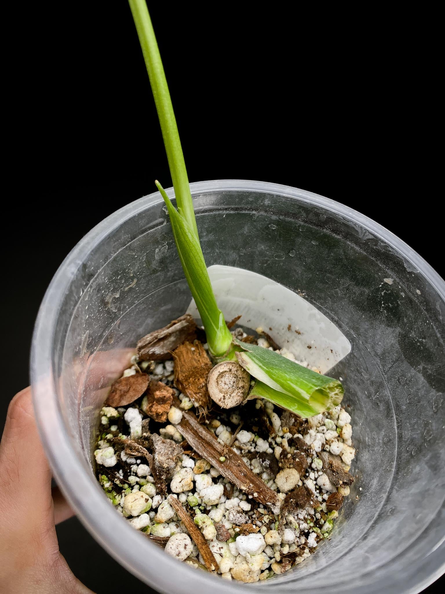 Monstera Thai Constellation 1 Leaf 2 Nodes 1 Sprout Rooted