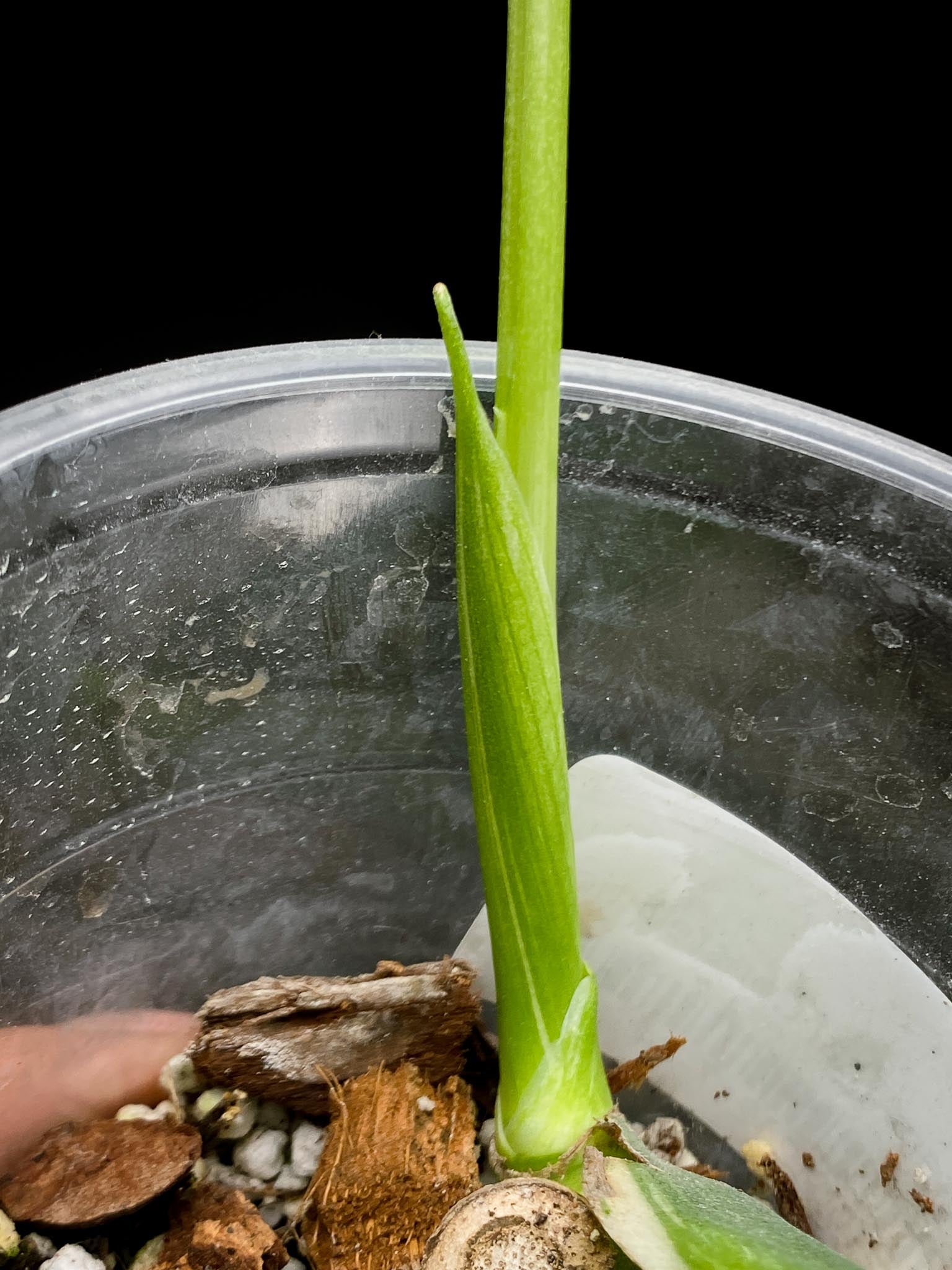 Monstera Thai Constellation 1 Leaf 2 Nodes 1 Sprout Rooted