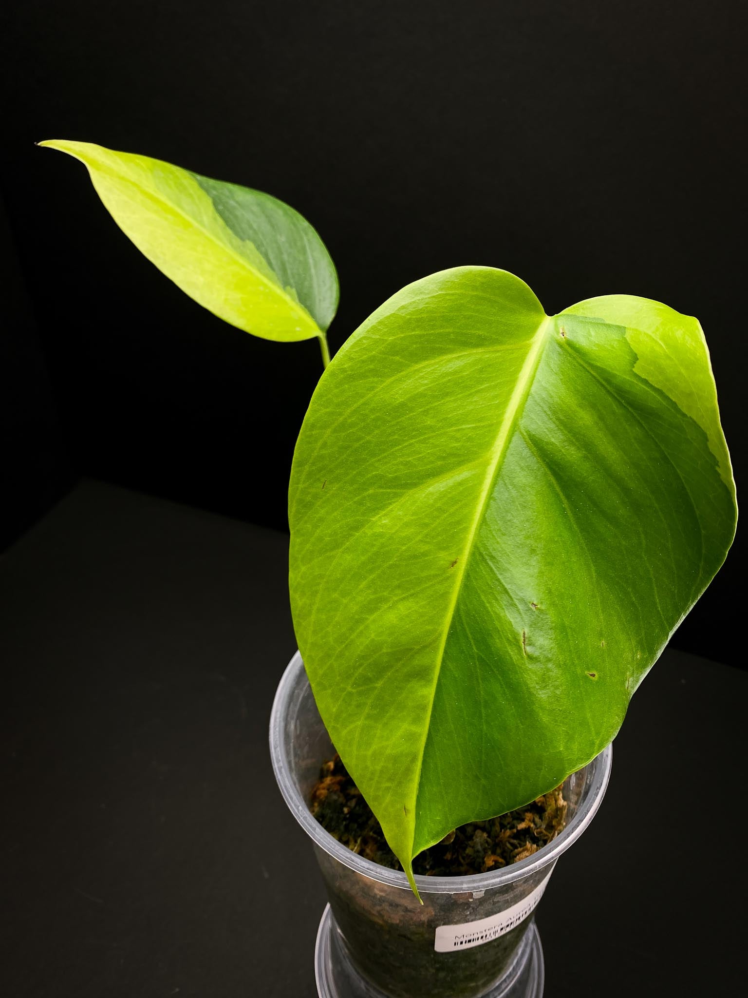 Monstera Aurea Tricolor 2 Leaves Multiple nodes Top Cutting Rooted
