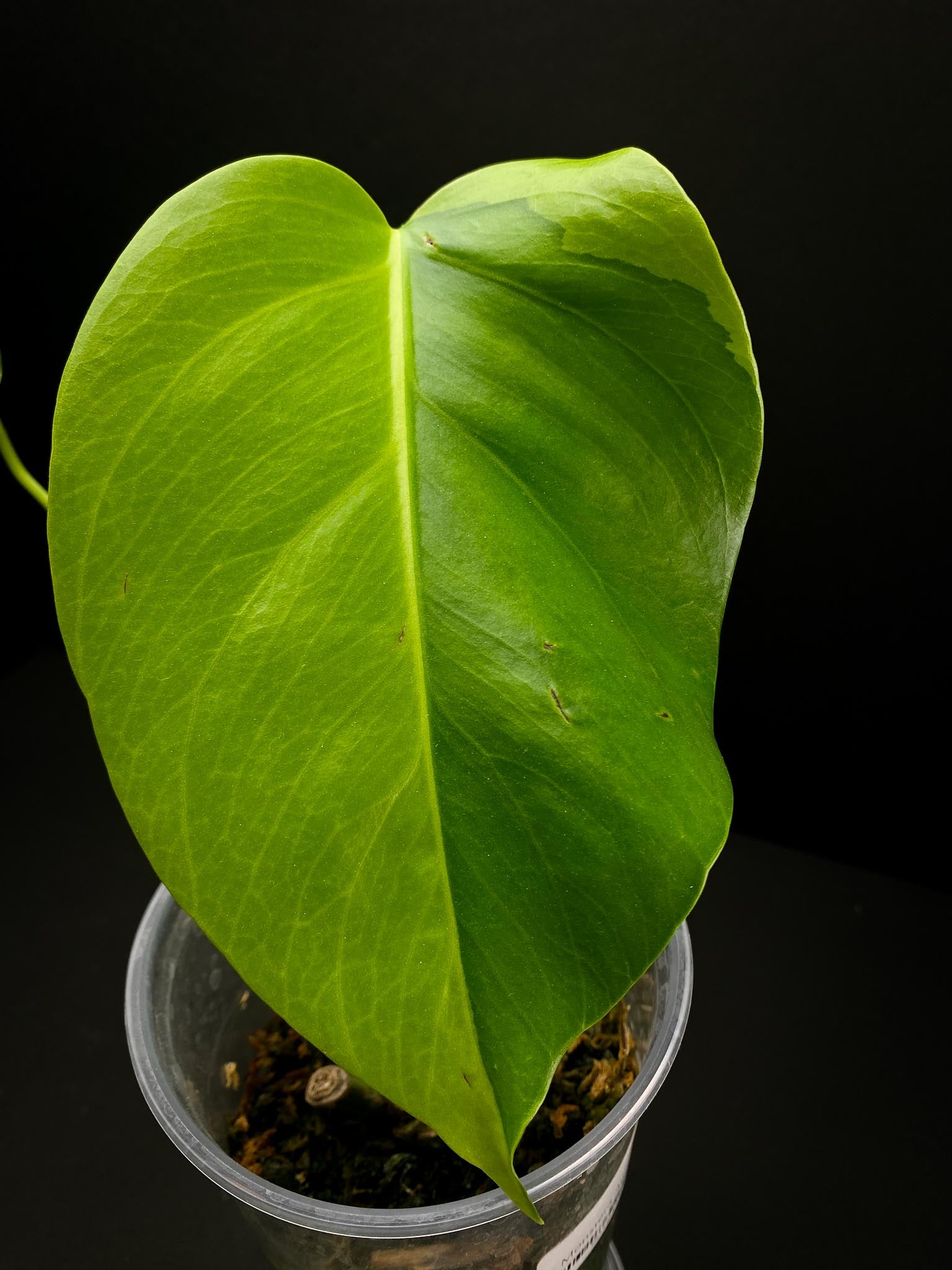 Monstera Aurea Tricolor 2 Leaves Multiple nodes Top Cutting Rooted