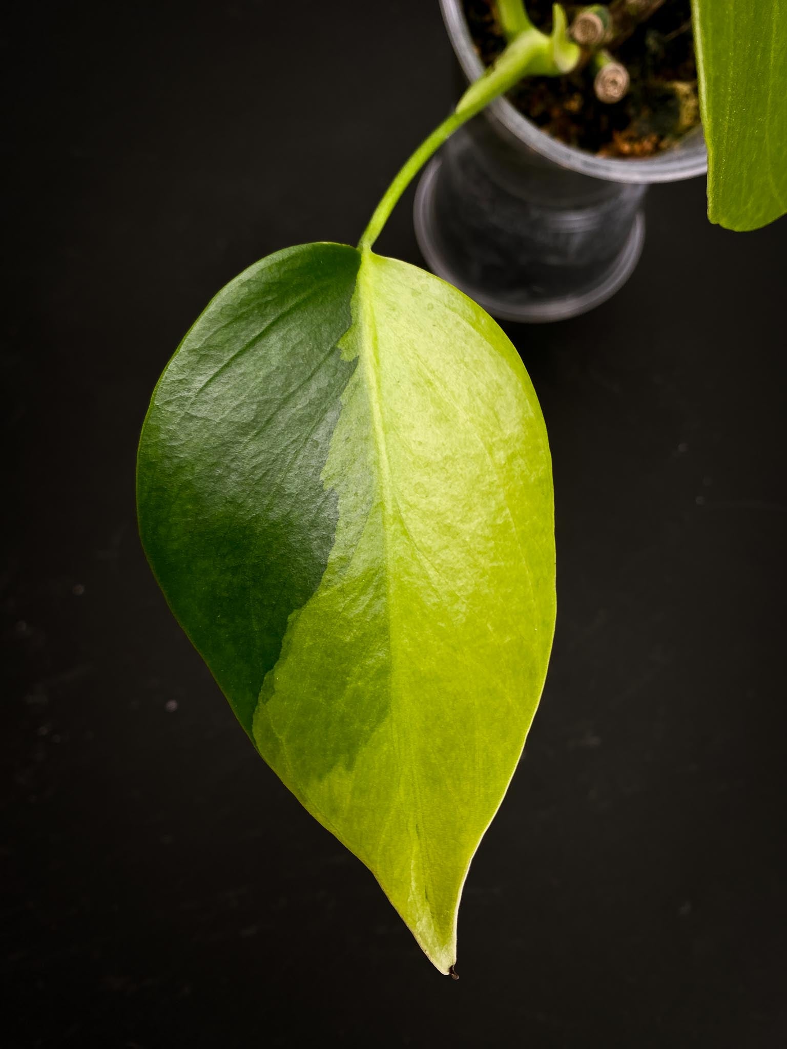 Monstera Aurea Tricolor 2 Leaves Multiple nodes Top Cutting Rooted