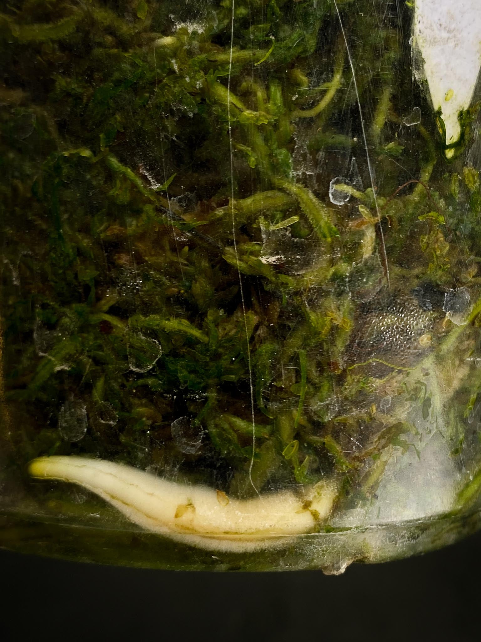 Monstera Aurea Tricolor 2 Leaves Multiple nodes Top Cutting Rooted