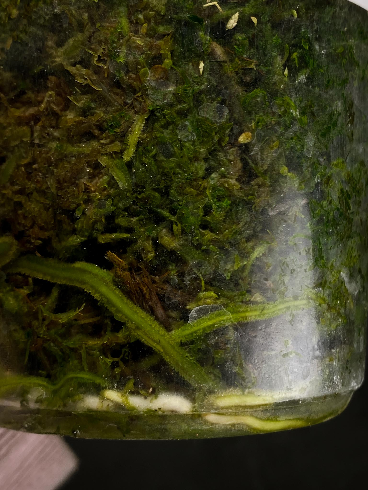 Monstera Aurea Tricolor 2 Leaves Multiple nodes Top Cutting Rooted