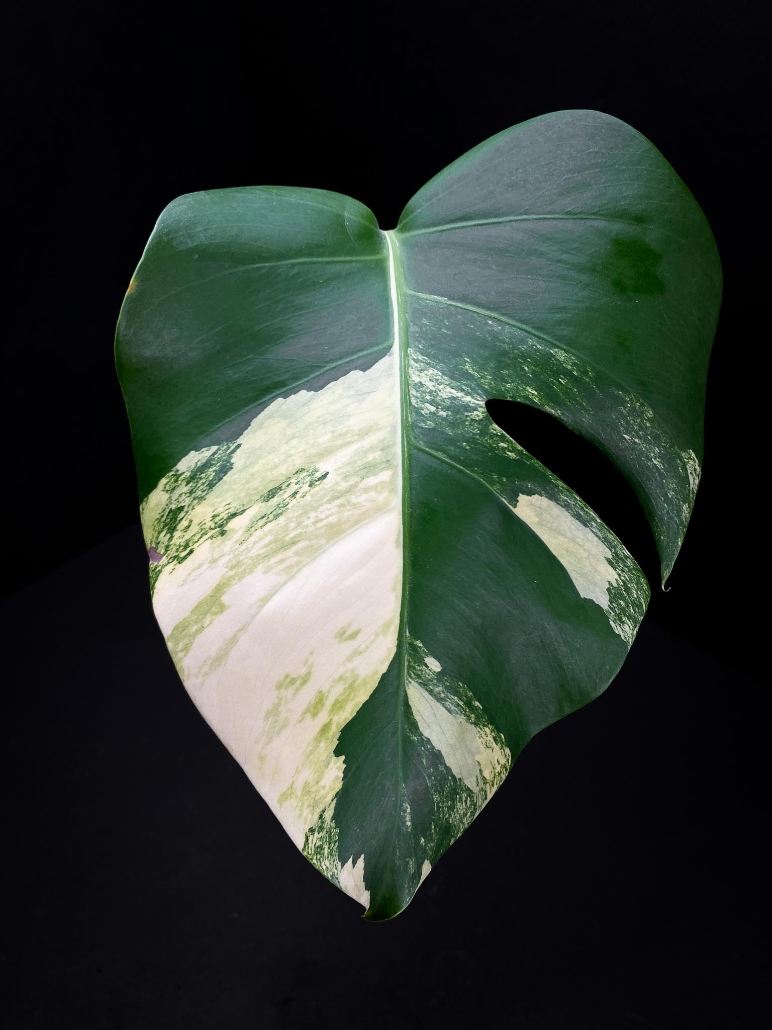 Monstera Aurea Tricolor 1 Leaf Rooted