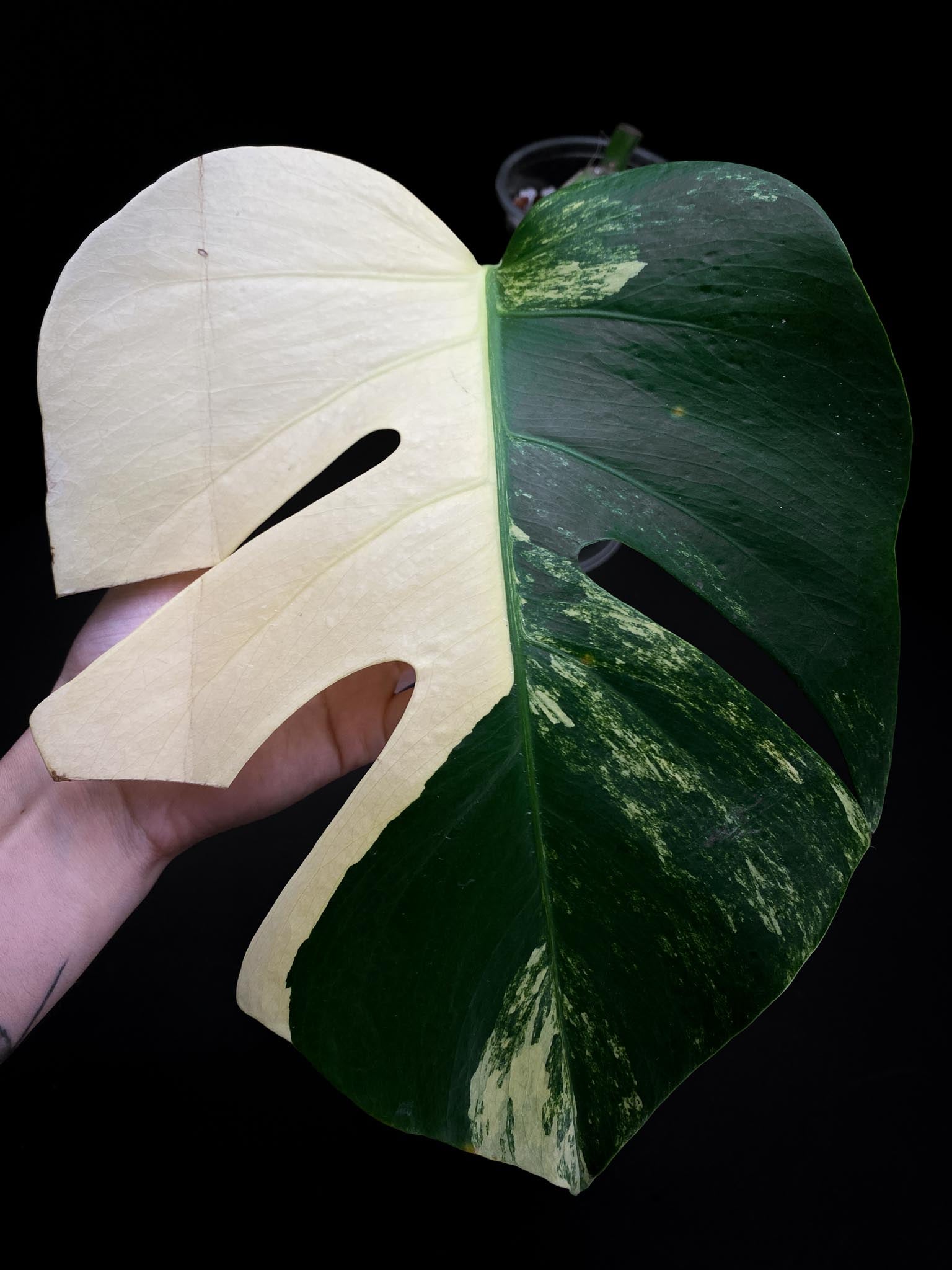 Monstera Aurea Tricolor 1 Leaf 1 Node Rooted
