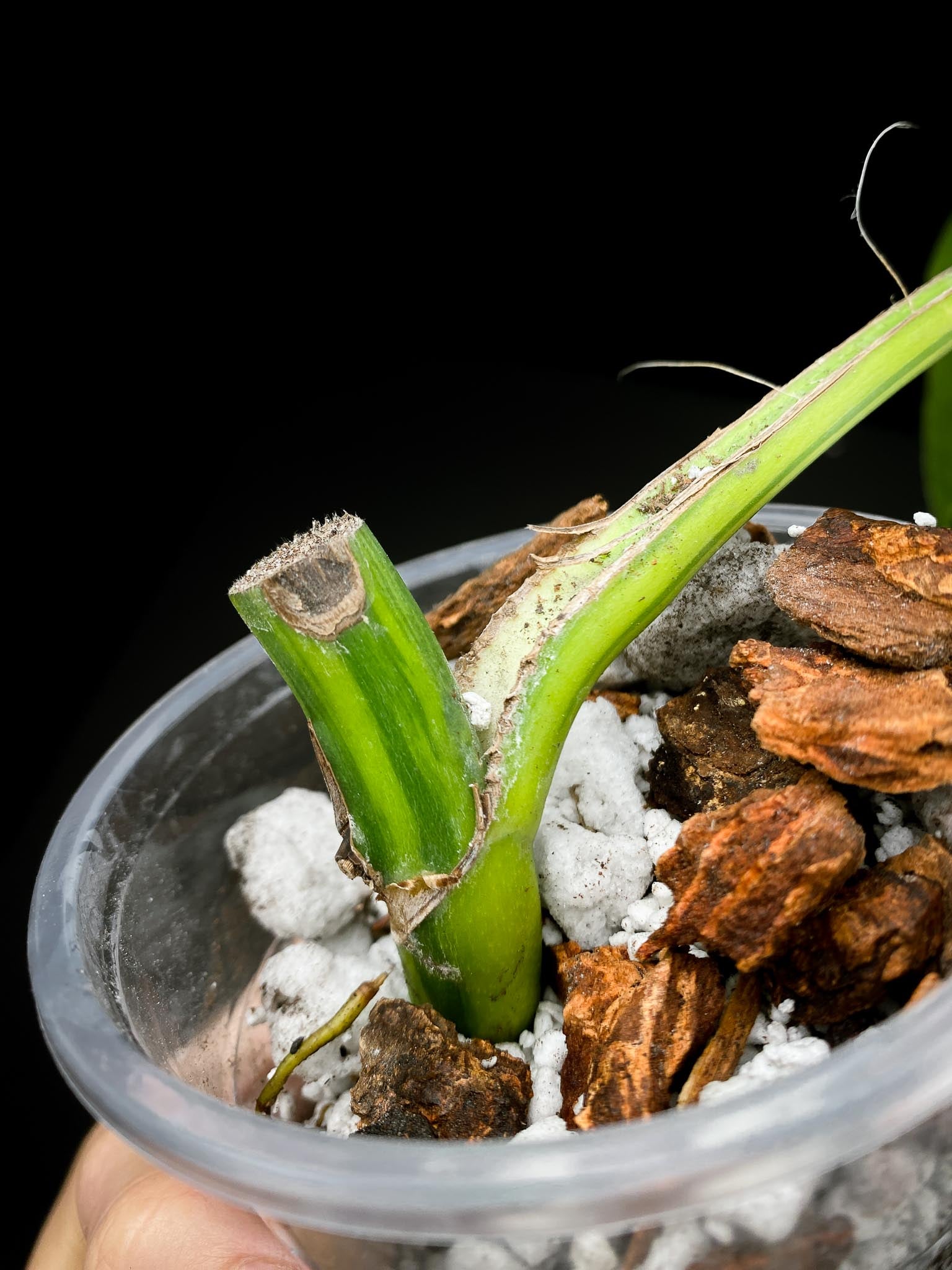 Monstera Aurea Tricolor 1 Leaf 1 Node Rooted