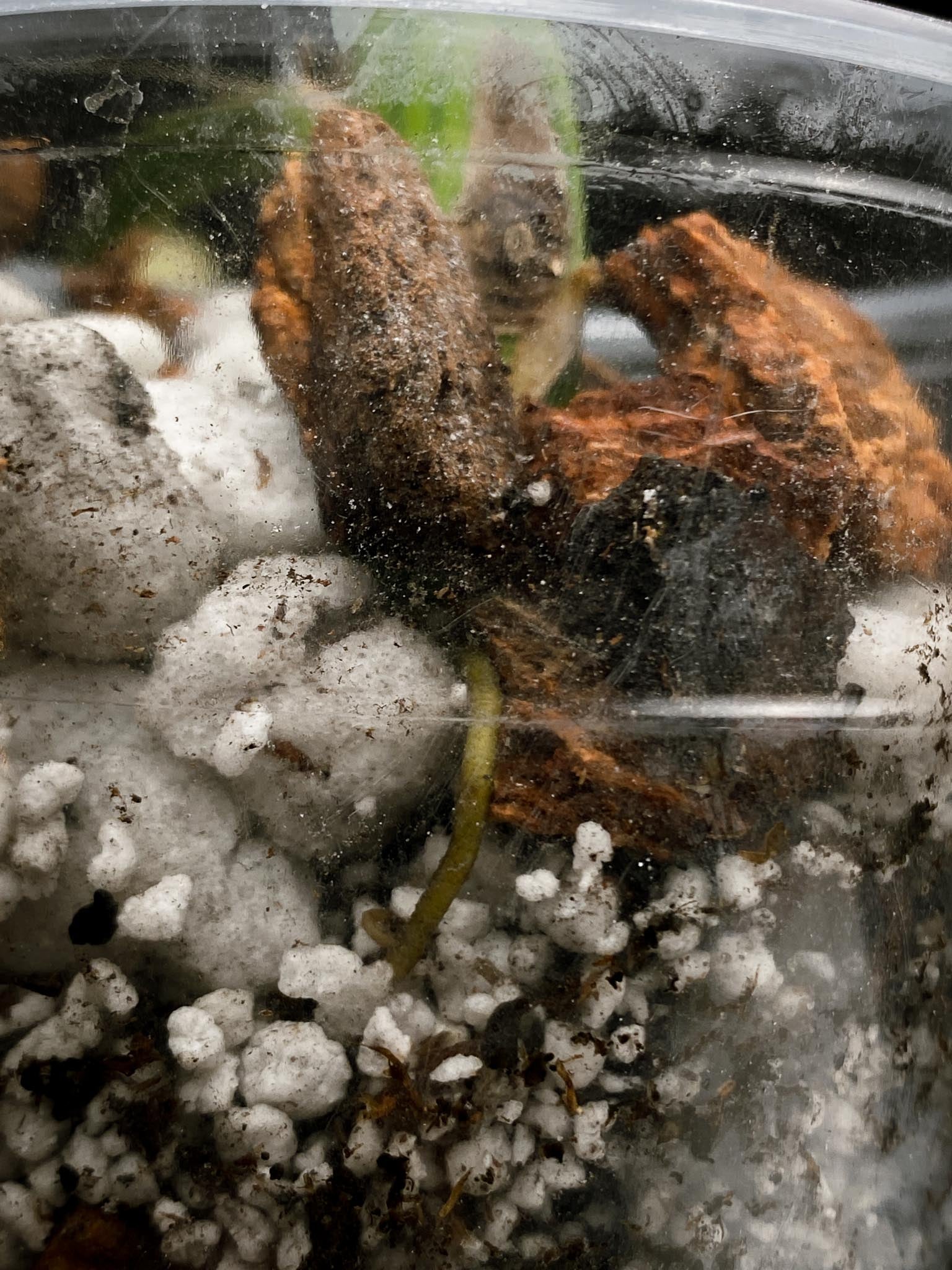 Monstera Aurea Tricolor 1 Leaf 1 Node Rooted