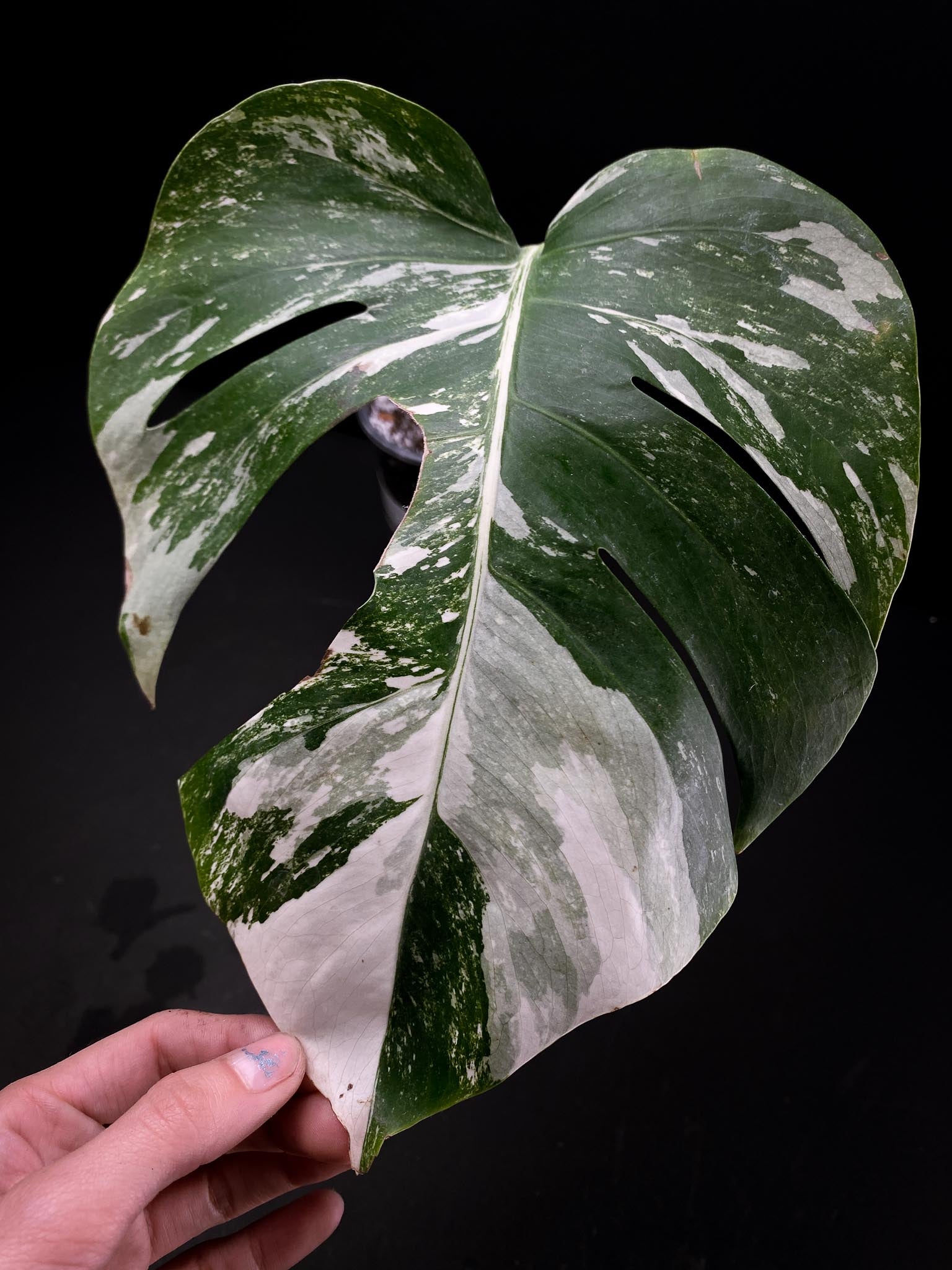 Monstera albo Japanese White Tiger 1 Leaf 2 Nodes Rooted