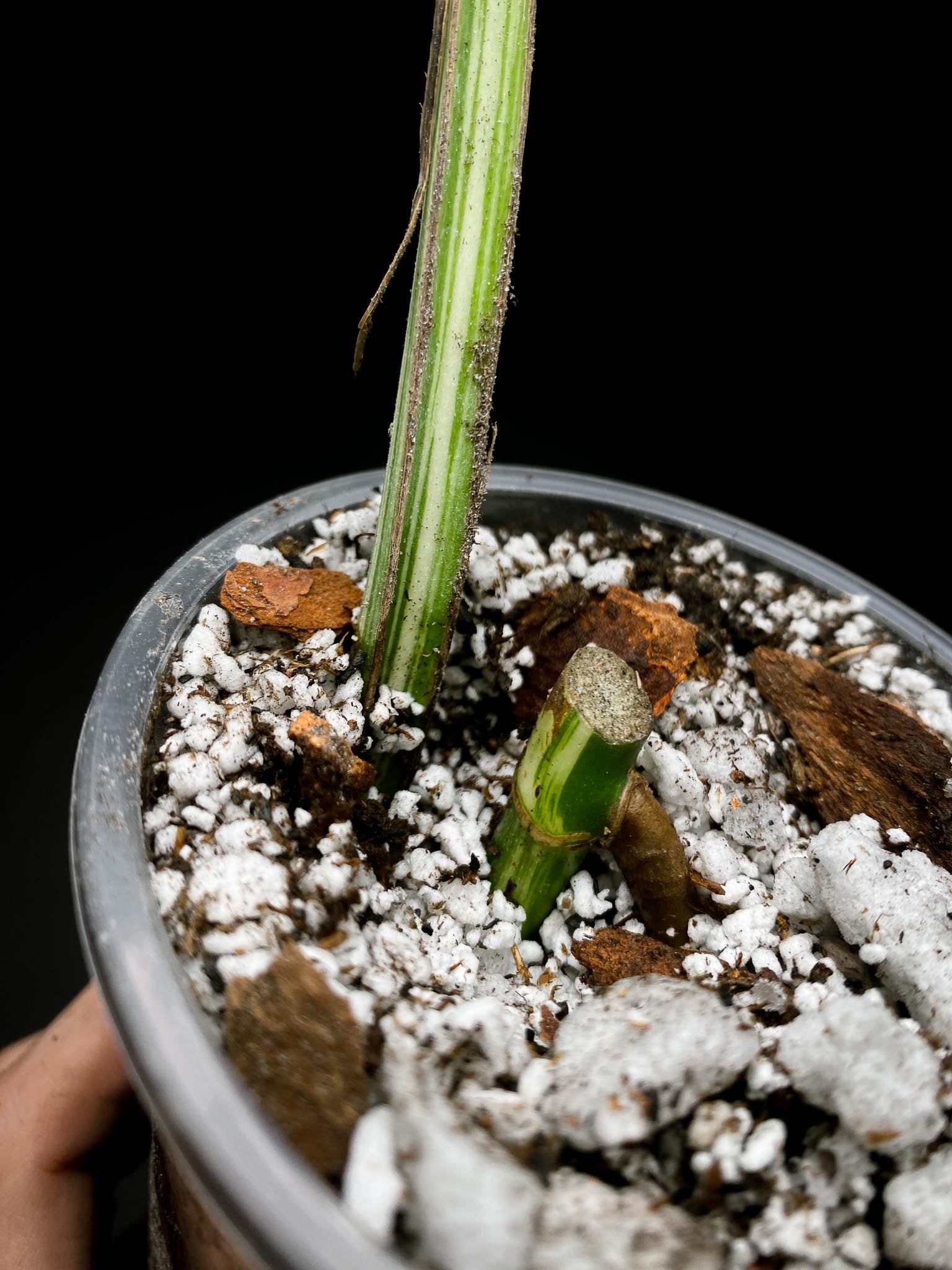 Monstera albo Japanese White Tiger 1 Leaf 2 Nodes Rooted