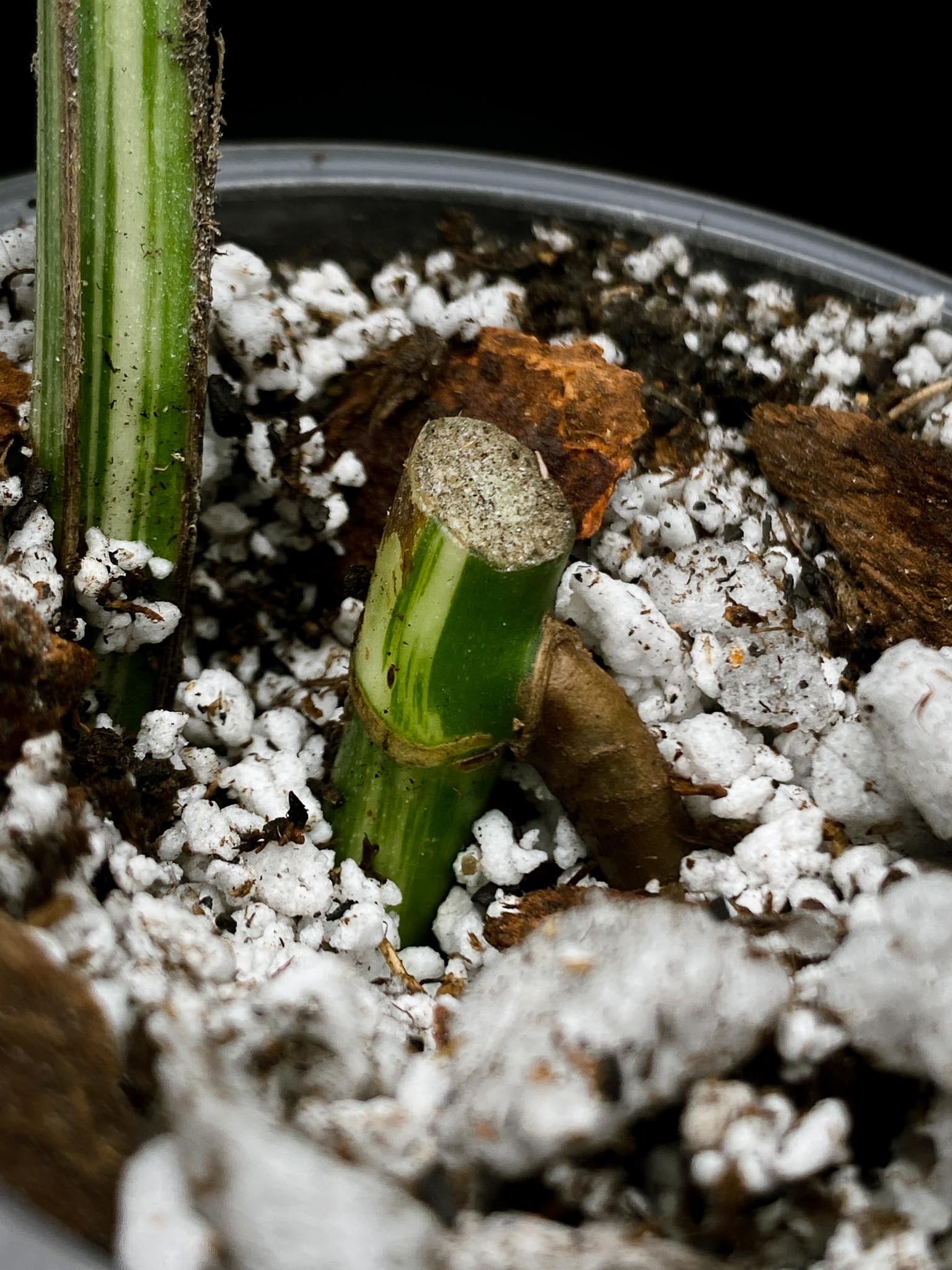 Monstera albo Japanese White Tiger 1 Leaf 2 Nodes Rooted