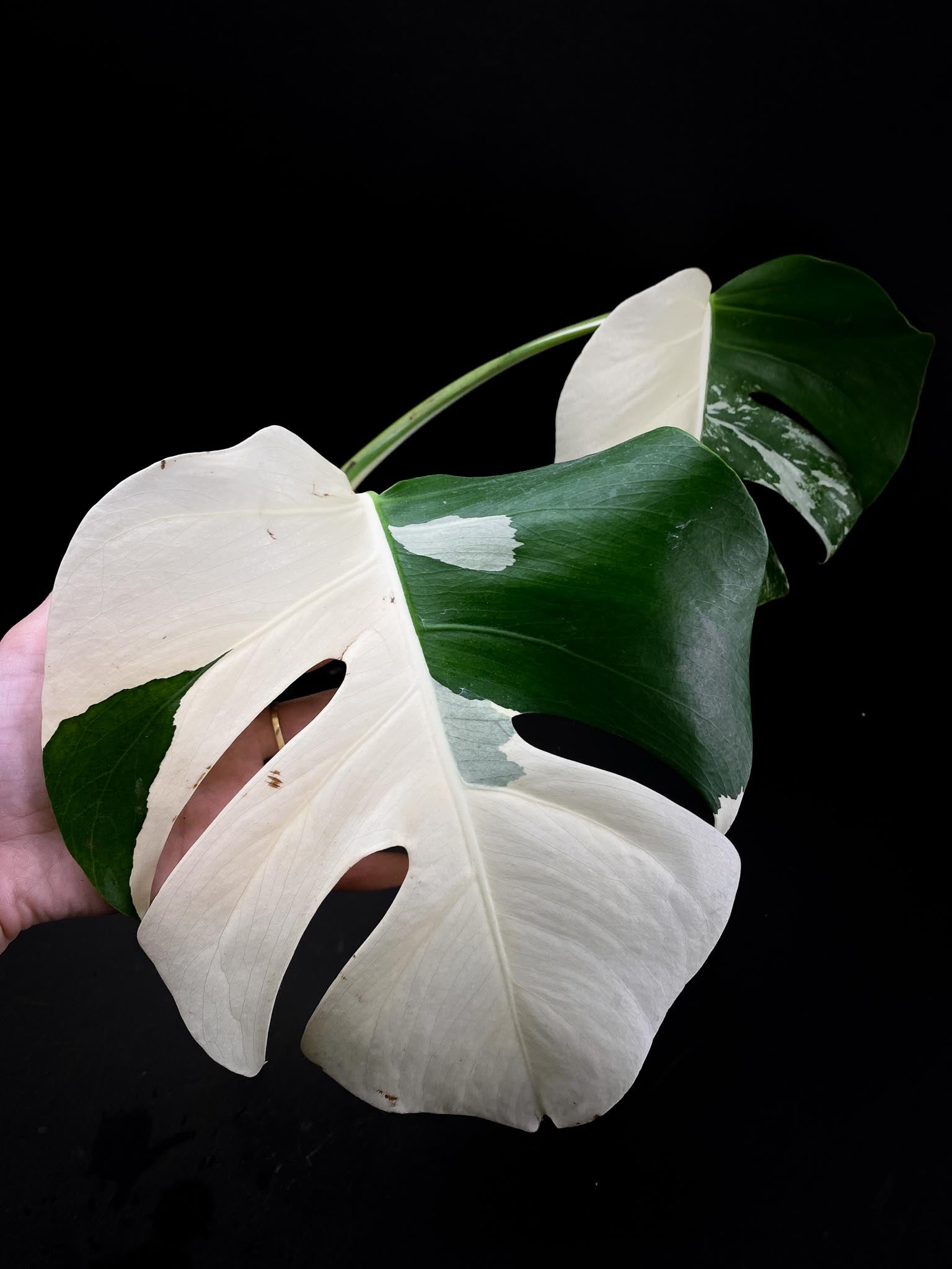 Monstera albo Japanese White Tiger 2 Leaves 2 Nodes Rooted