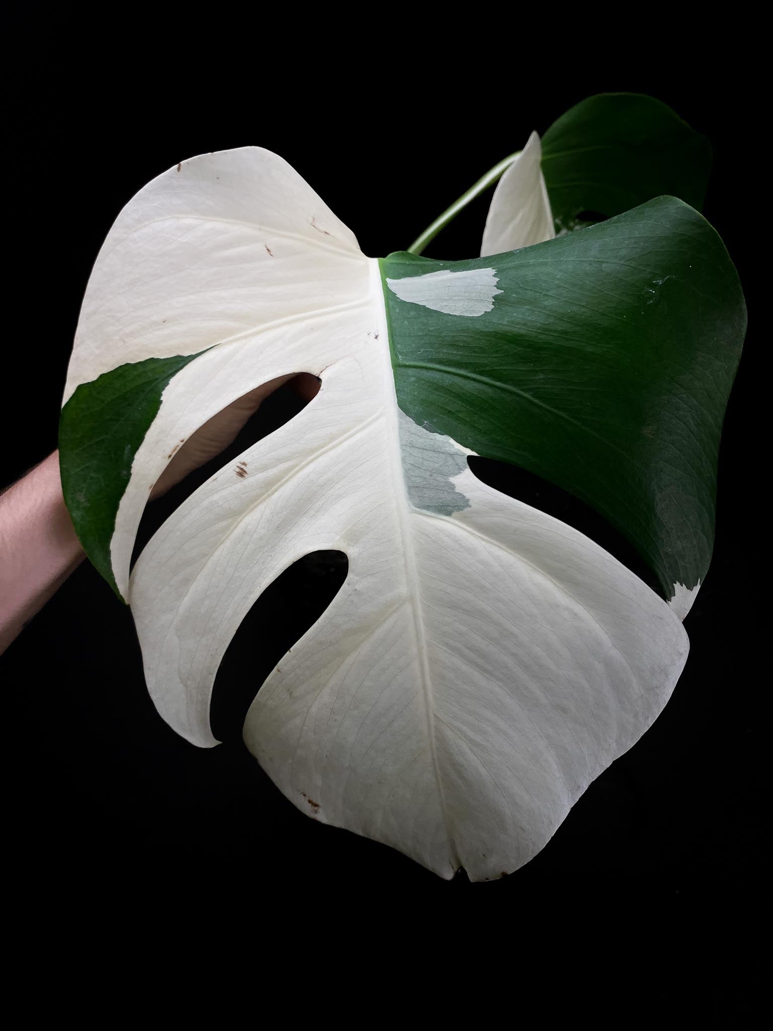 Monstera albo Japanese White Tiger 2 Leaves 2 Nodes Rooted