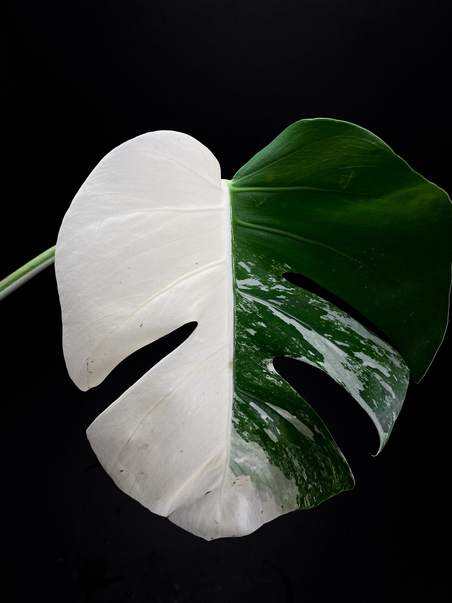 Monstera albo Japanese White Tiger 2 Leaves 2 Nodes Rooted