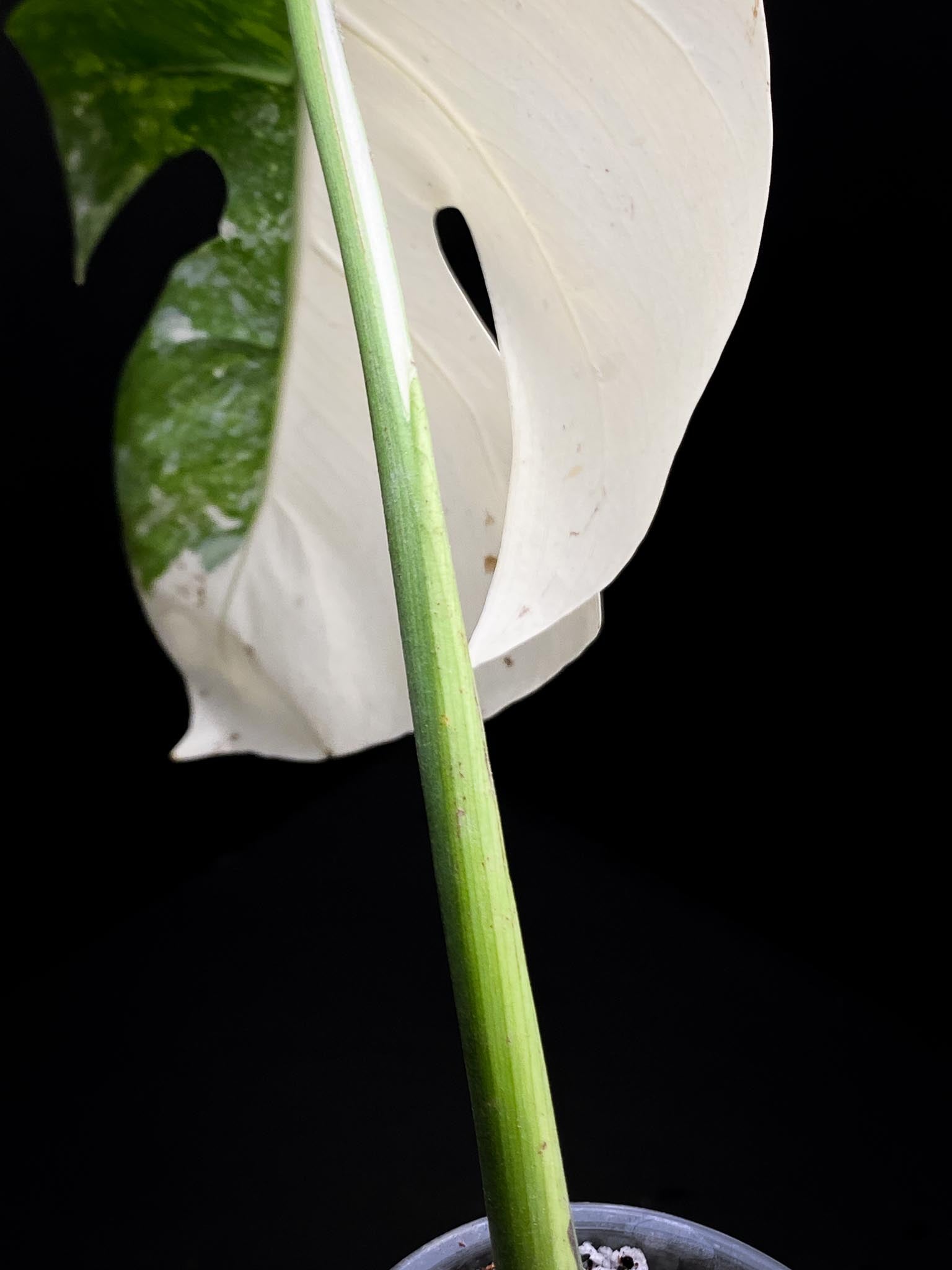 Monstera albo Japanese White Tiger 2 Leaves 2 Nodes Rooted