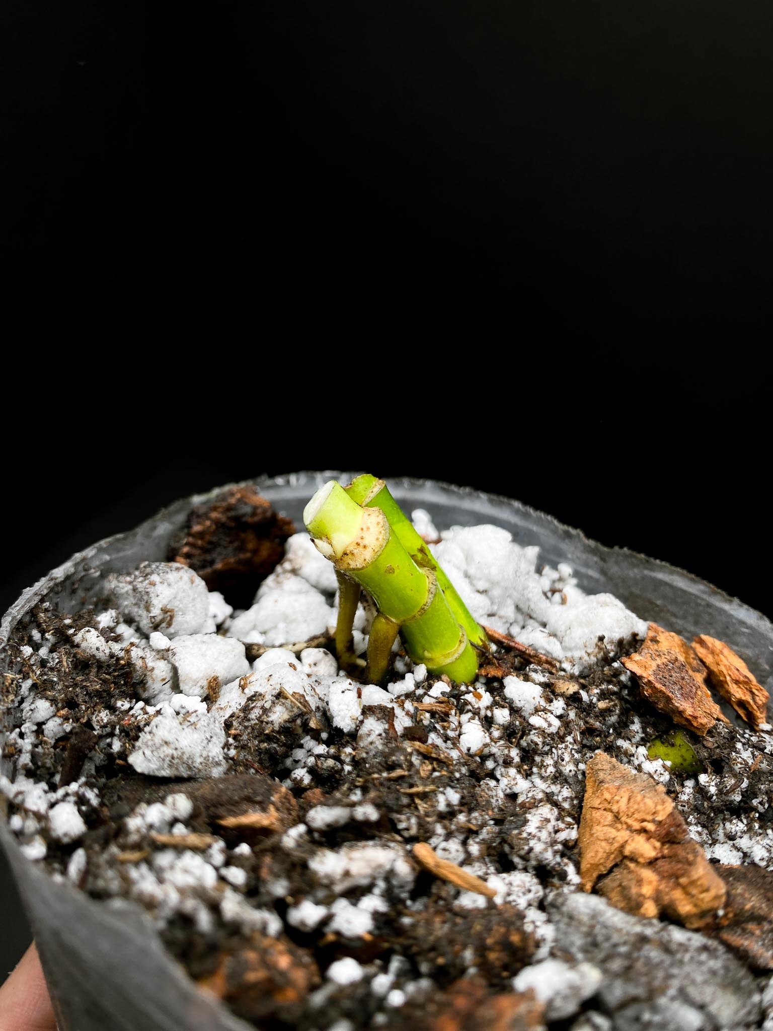 Monstera Adansonii Albo Tricolor Mint Multiple nodes 1 Sprout Rooted