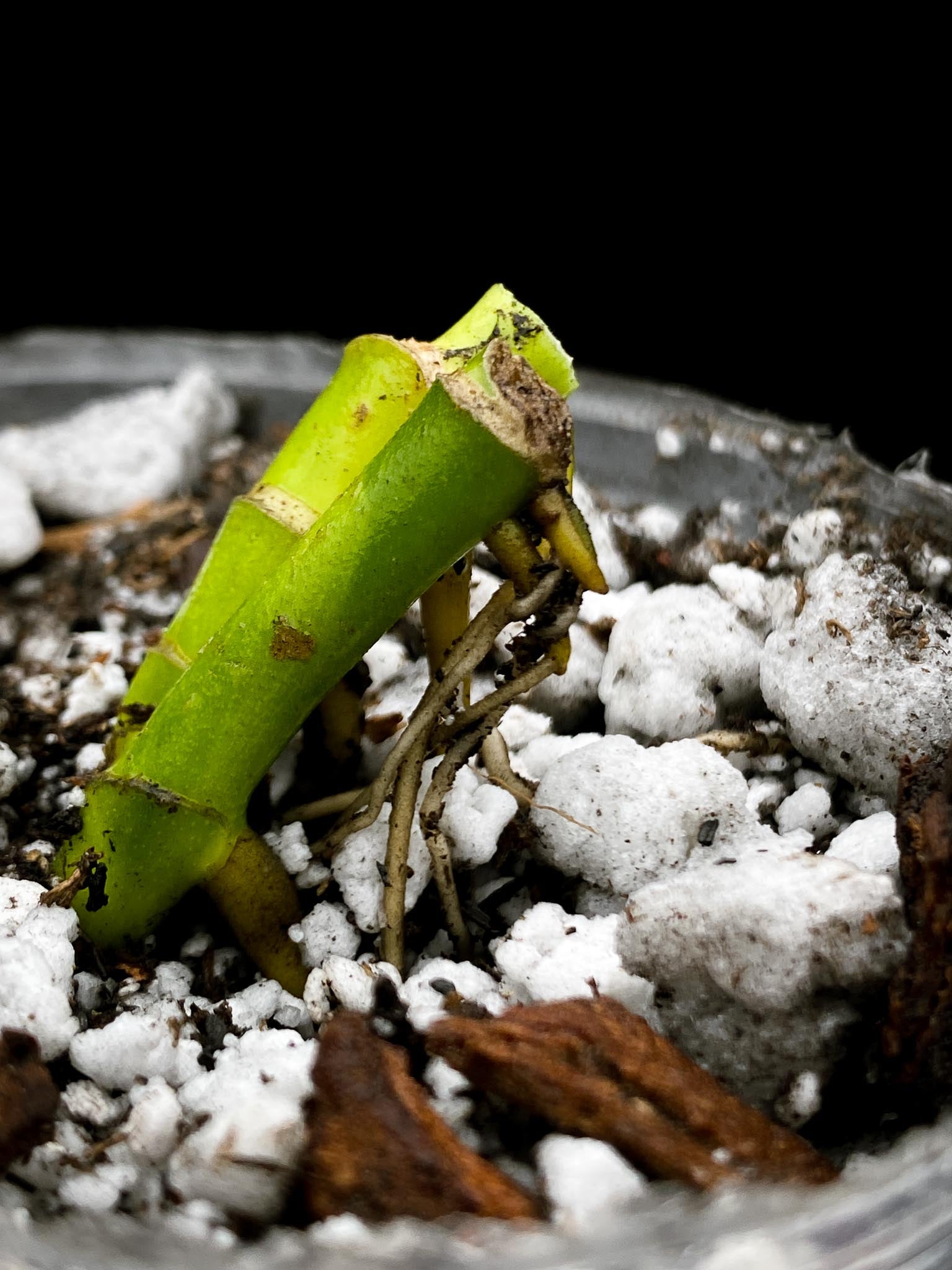 Monstera Adansonii Albo Tricolor Mint Multiple nodes 1 Sprout Rooted