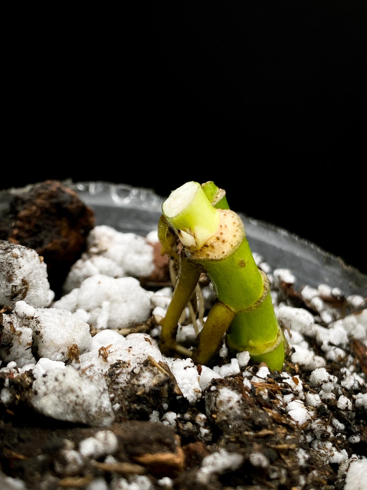 Monstera Adansonii Albo Tricolor Mint Multiple nodes 1 Sprout Rooted