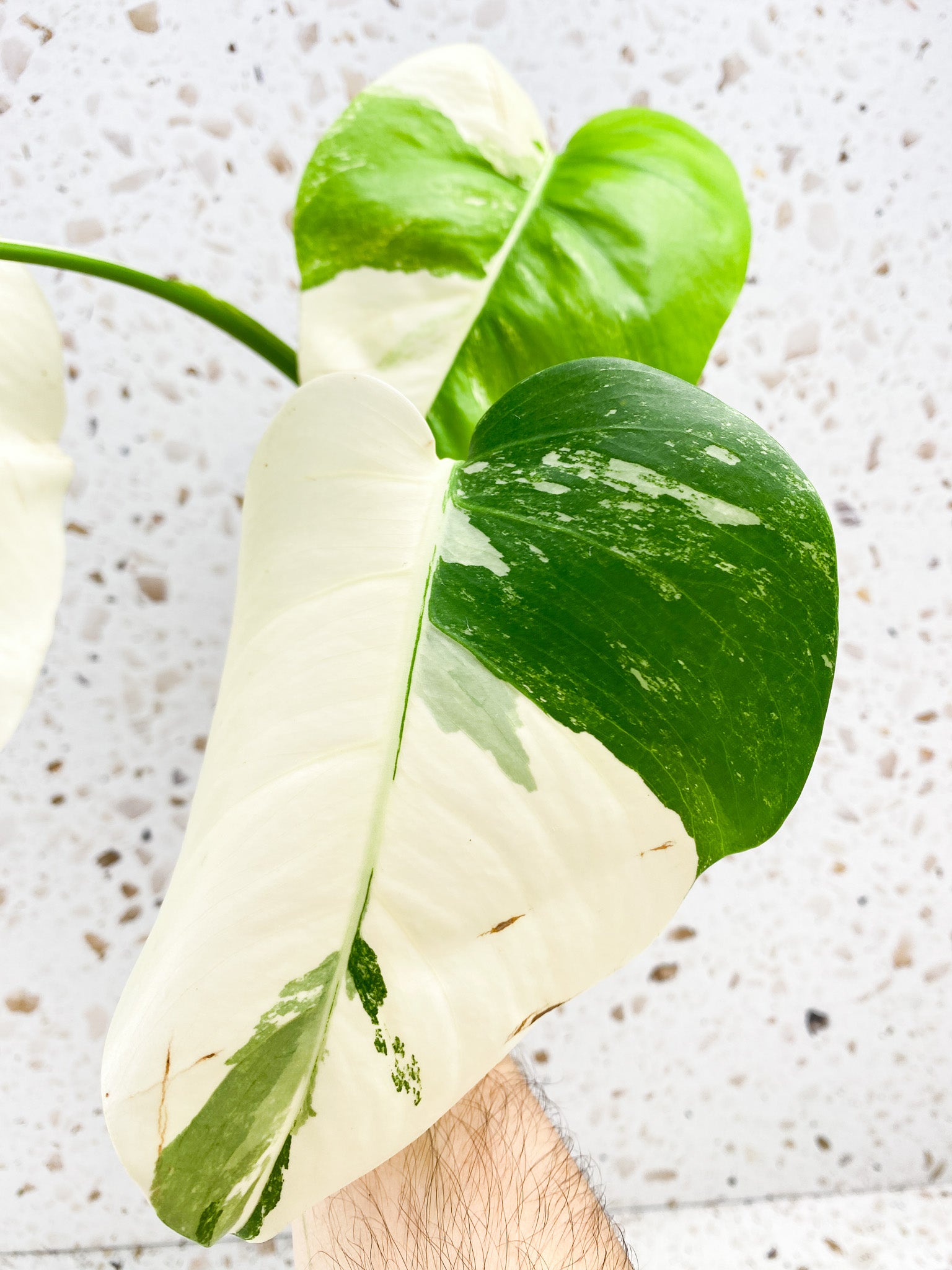 Monstera Albo White Tiger 3 leaf top cutting
