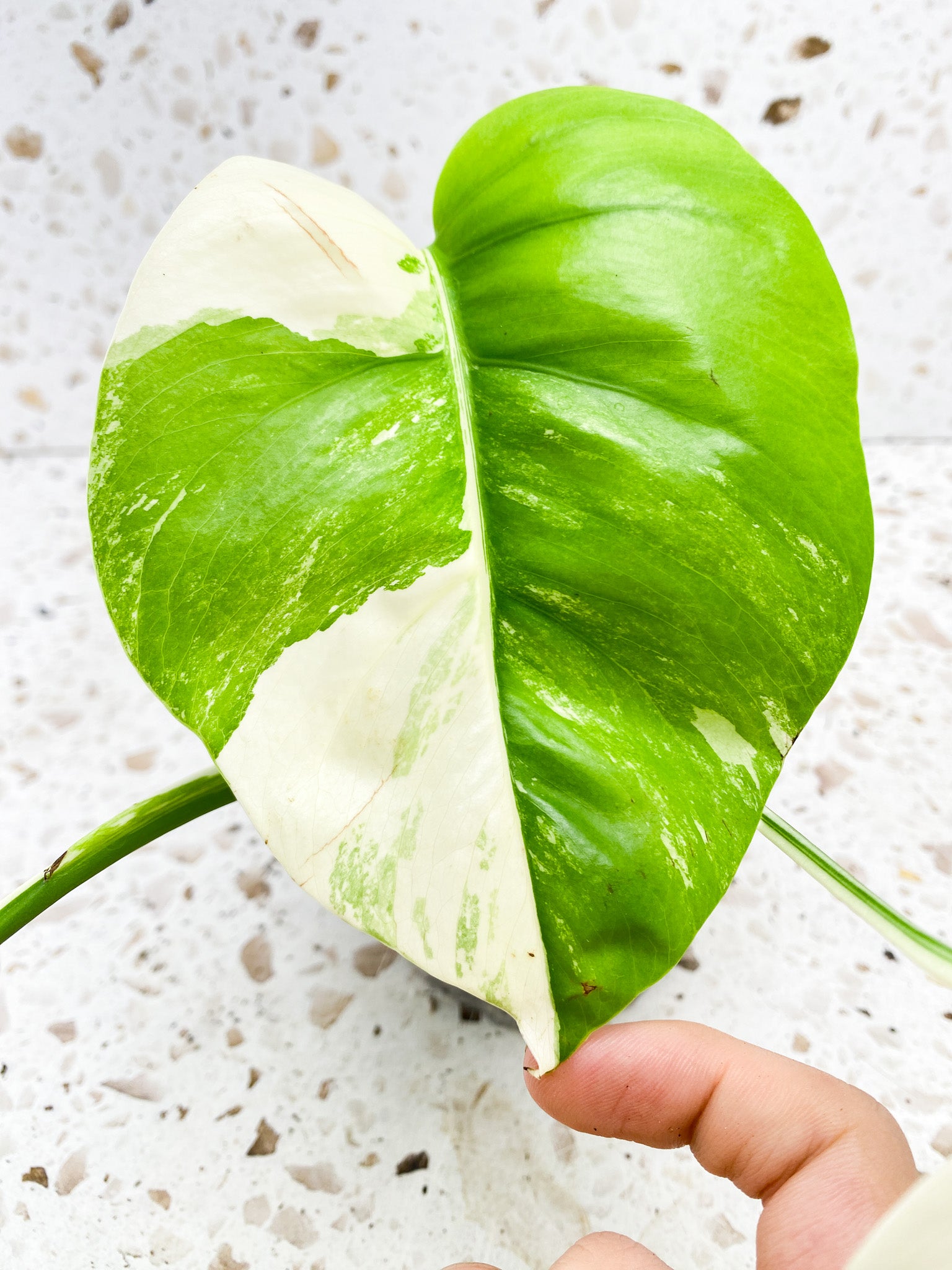 Monstera Albo White Tiger 3 leaf top cutting