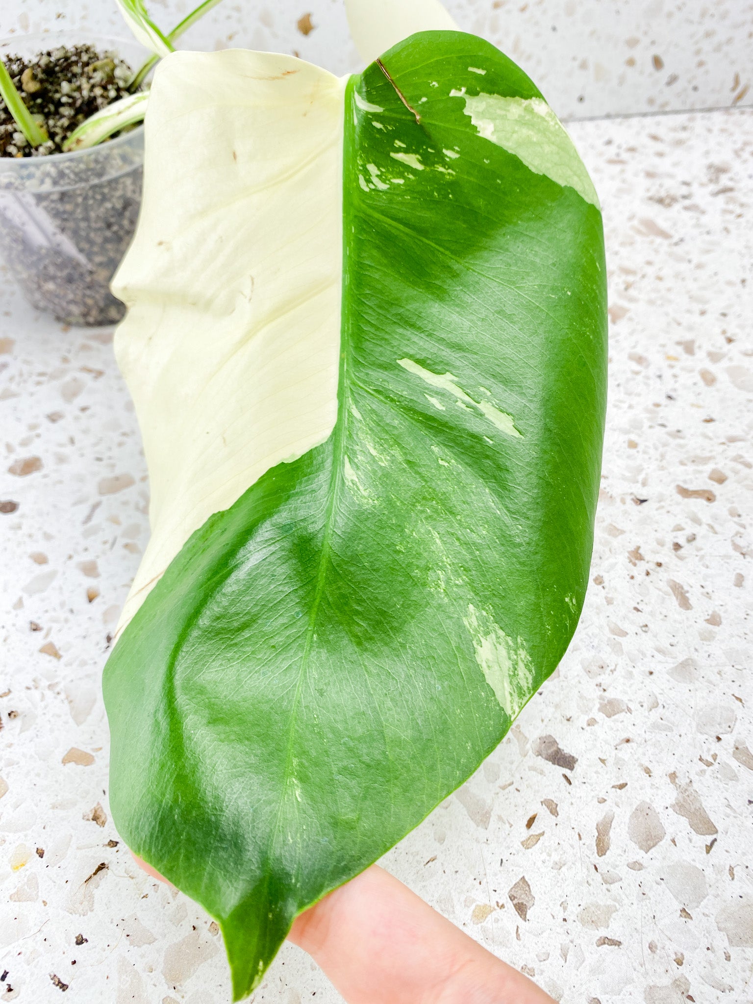 Monstera Albo White Tiger 3 leaf top cutting