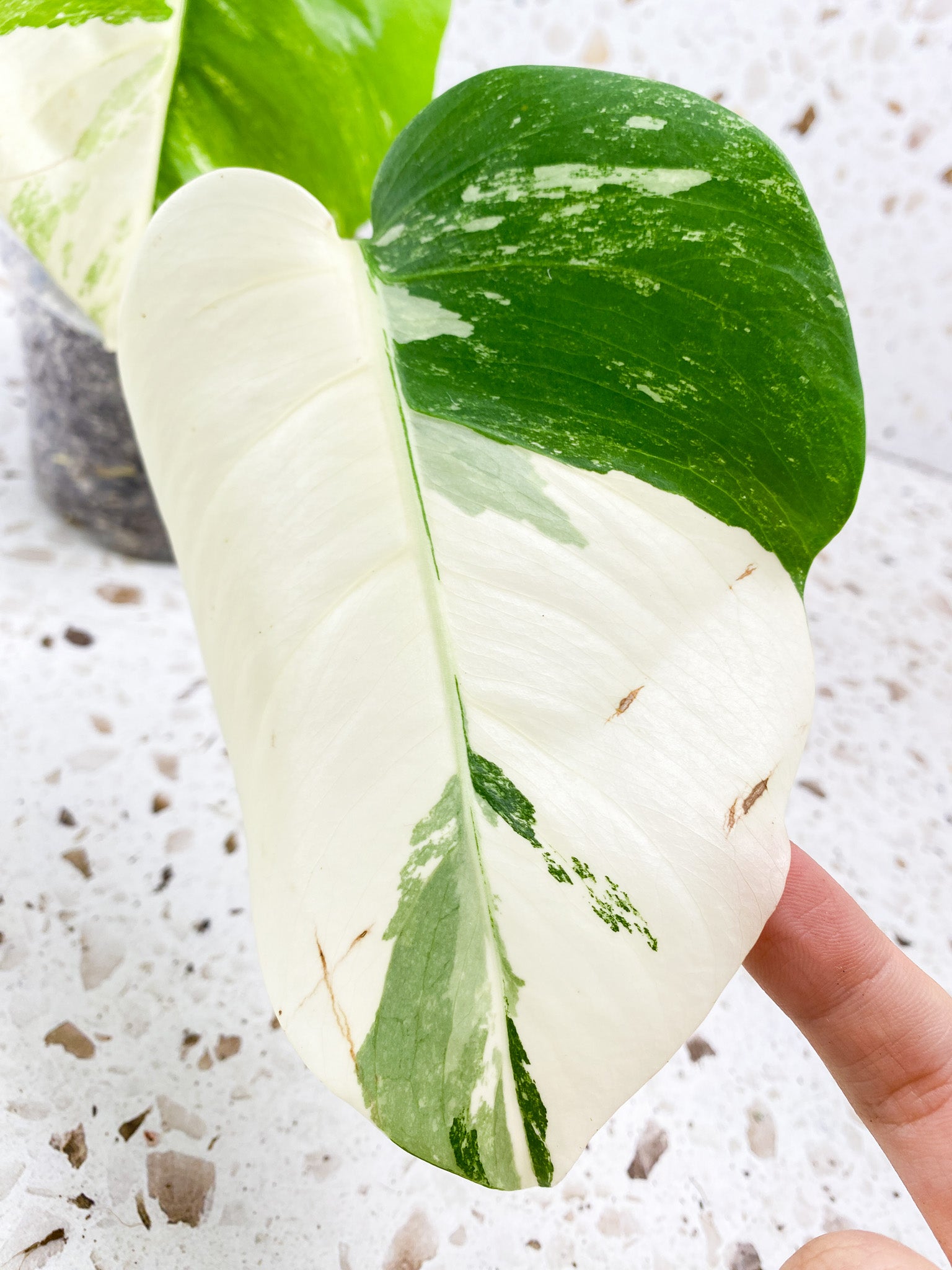 Monstera Albo White Tiger 3 leaf top cutting