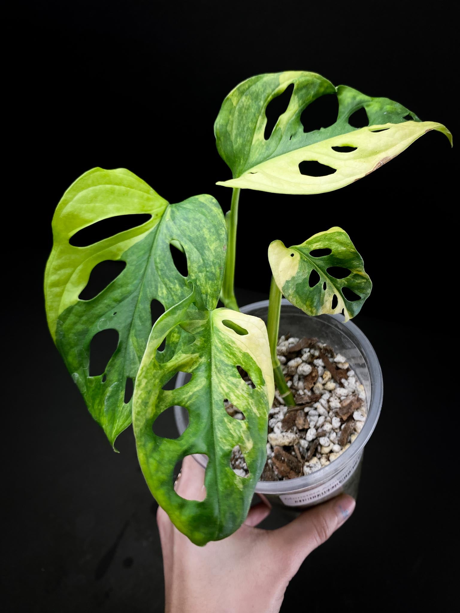 Monstera Adansonii Aurea 4 Leaves 5 Nodes 1 Growing Bud top cutting Rooted