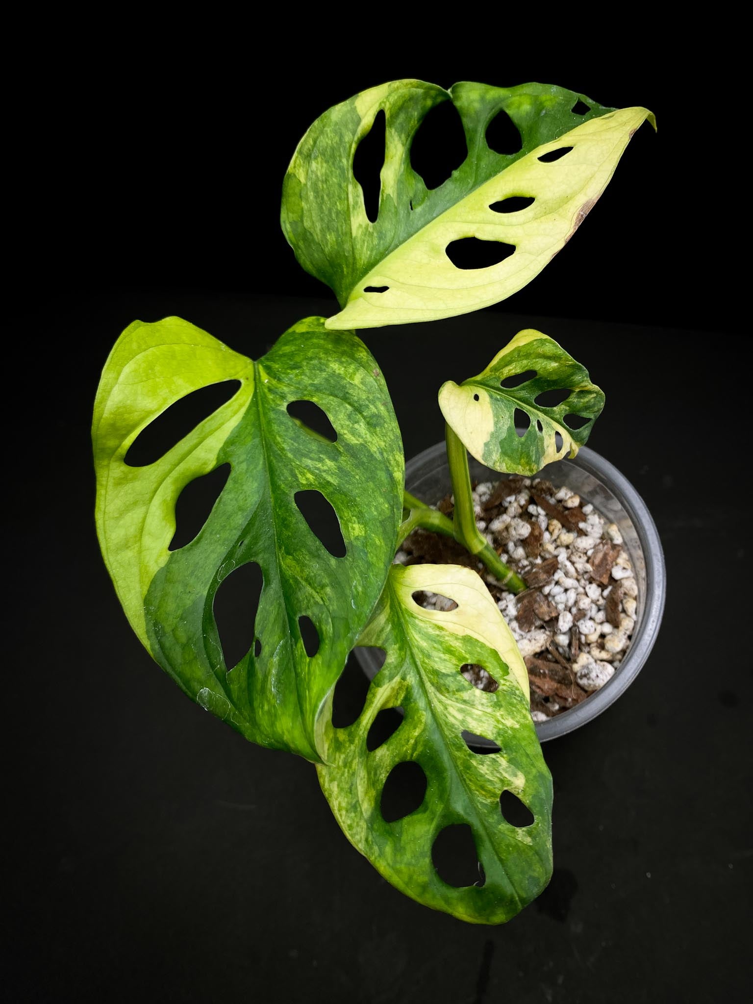 Monstera Adansonii Aurea 4 Leaves 5 Nodes 1 Growing Bud top cutting Rooted